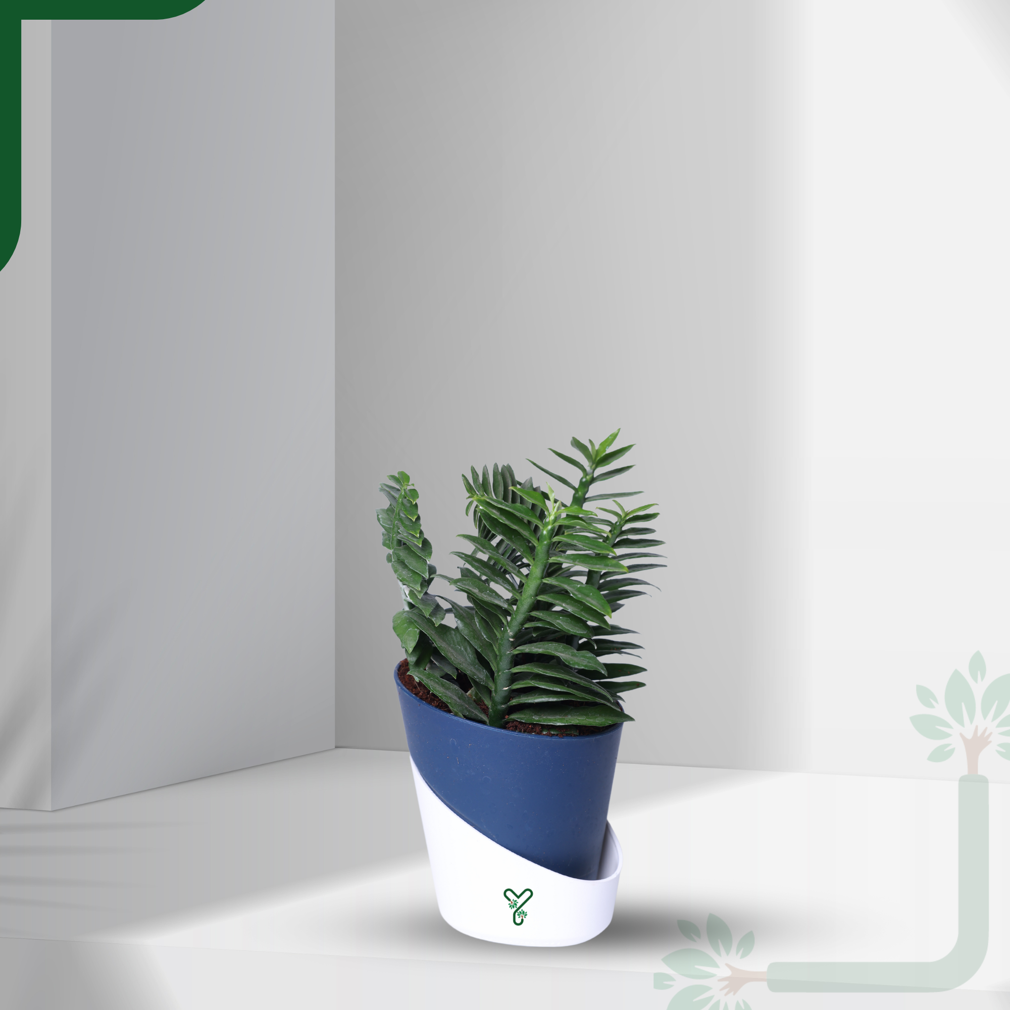 Pedilanthus Green Live Plant - The Indoor Garden Showstopper & Easy-Care Marvel_0