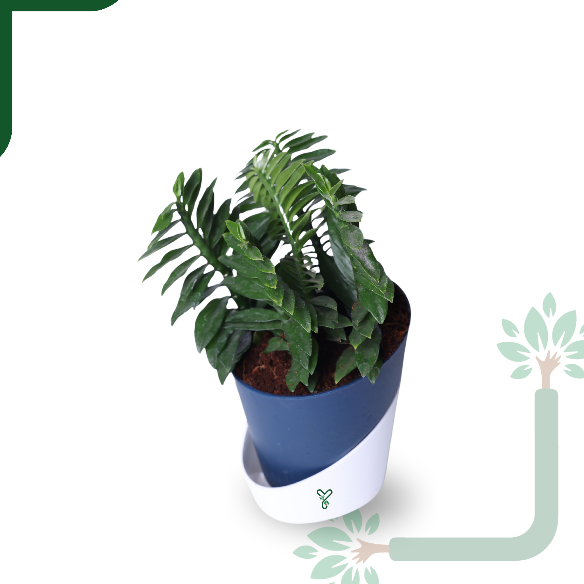 Pedilanthus Green Live Plant - The Indoor Garden Showstopper & Easy-Care Marvel_1