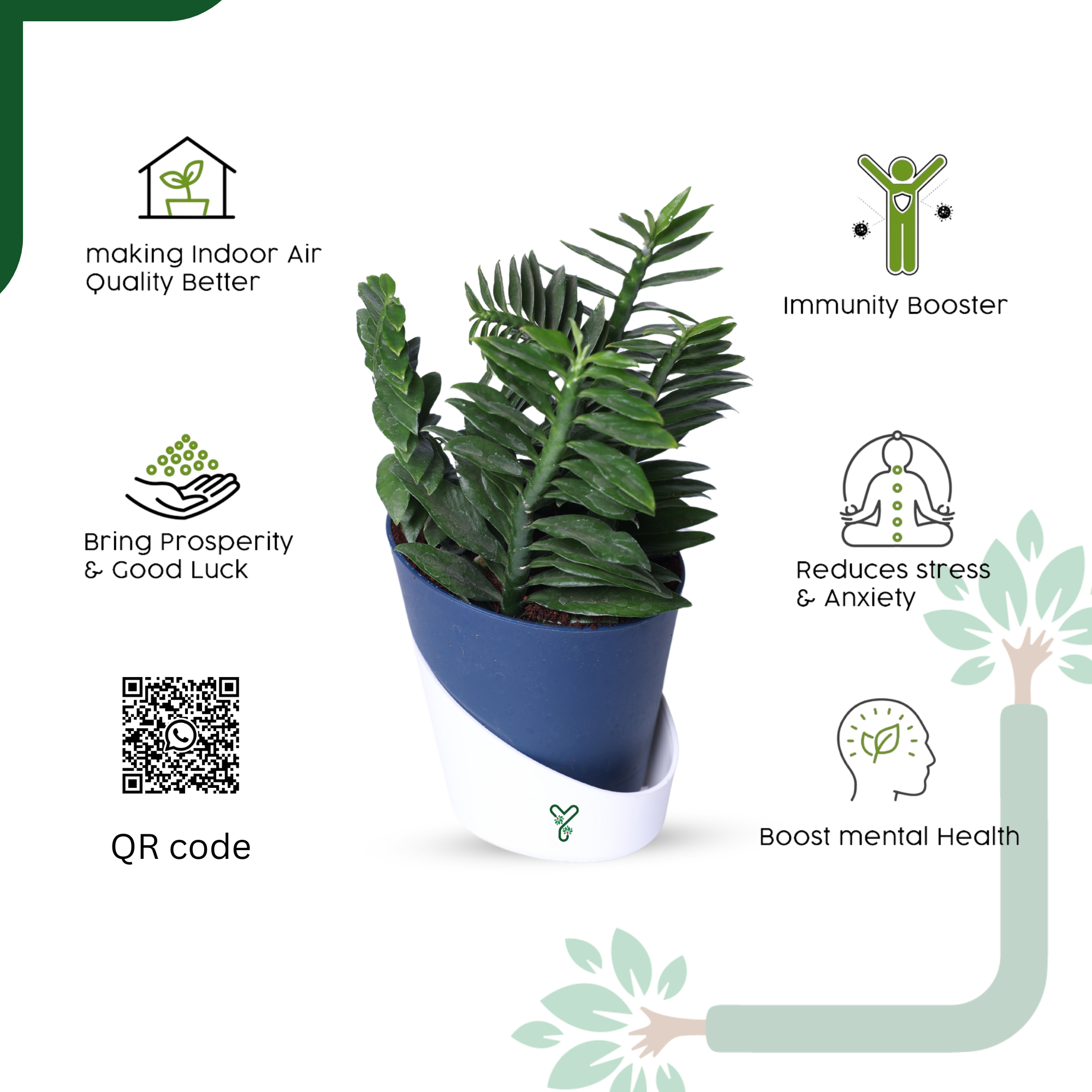 Pedilanthus Green Live Plant - The Indoor Garden Showstopper & Easy-Care Marvel_3