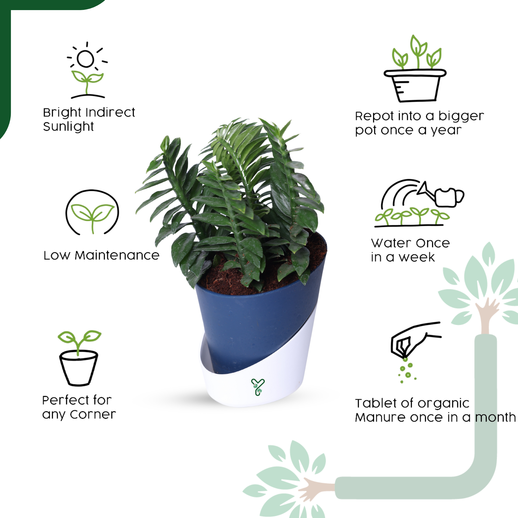 Pedilanthus Green Live Plant - The Indoor Garden Showstopper & Easy-Care Marvel_4