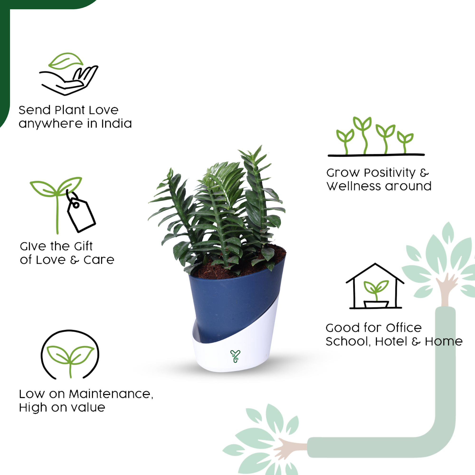 Pedilanthus Green Live Plant - The Indoor Garden Showstopper & Easy-Care Marvel_5