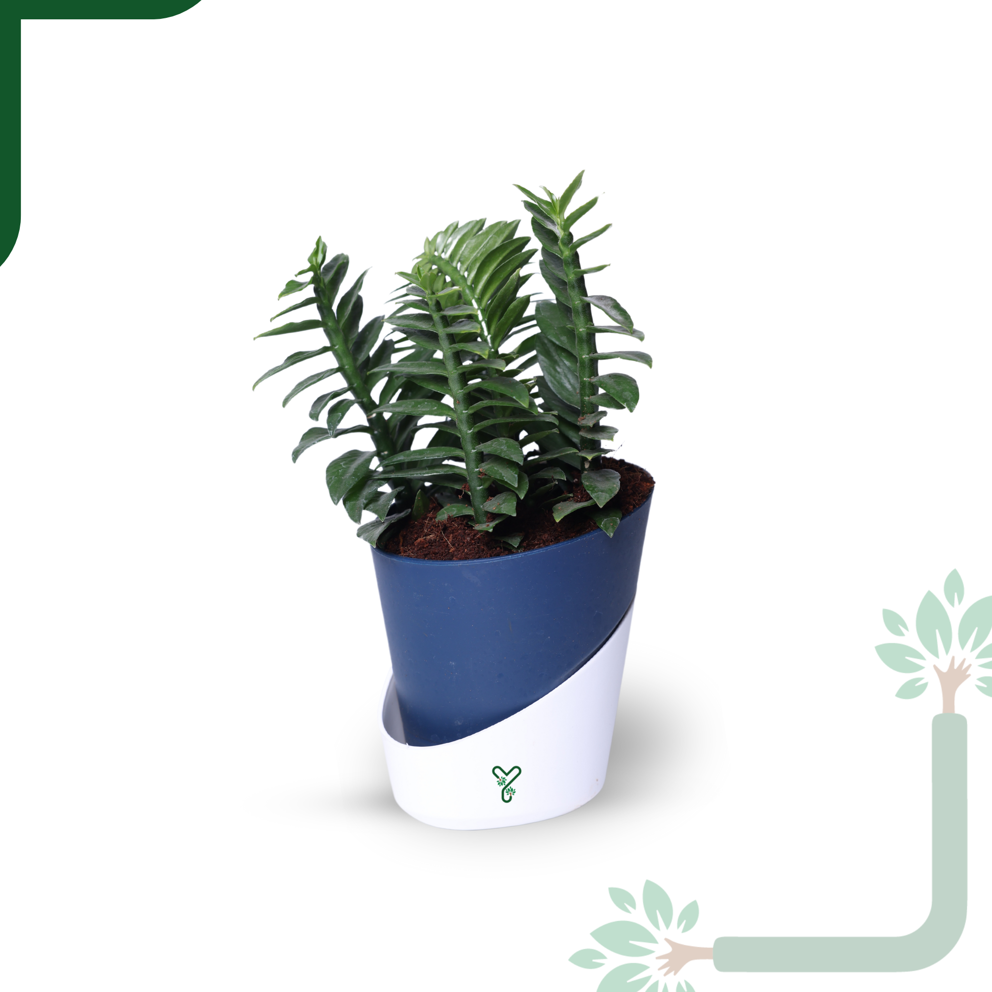 Pedilanthus Green Live Plant - The Indoor Garden Showstopper & Easy-Care Marvel_7
