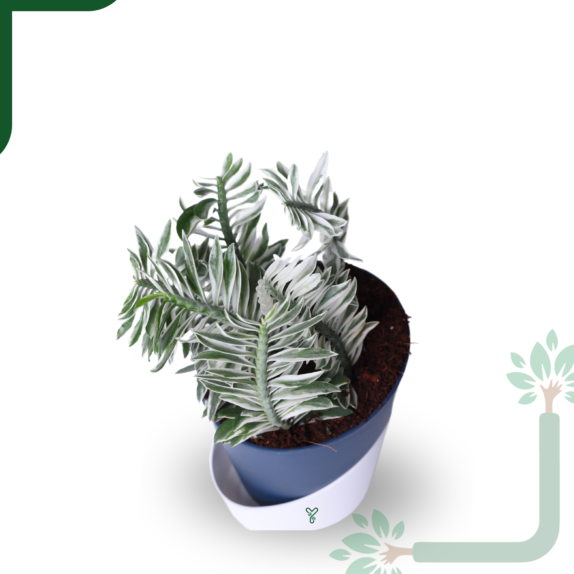 Pedilanthus White Live Indoor Plant - Showstopper & Easy Care_1