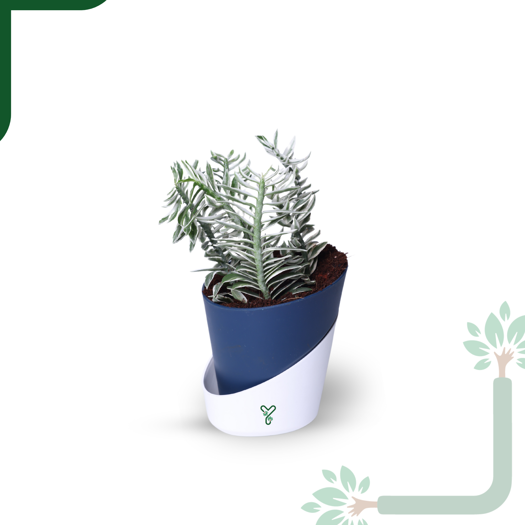 Pedilanthus White Live Indoor Plant - Showstopper & Easy Care_2