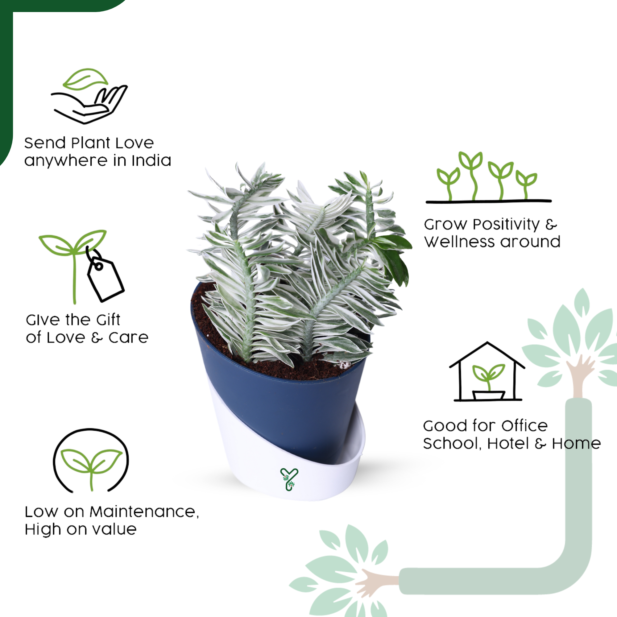 Pedilanthus White Live Indoor Plant - Showstopper & Easy Care_3
