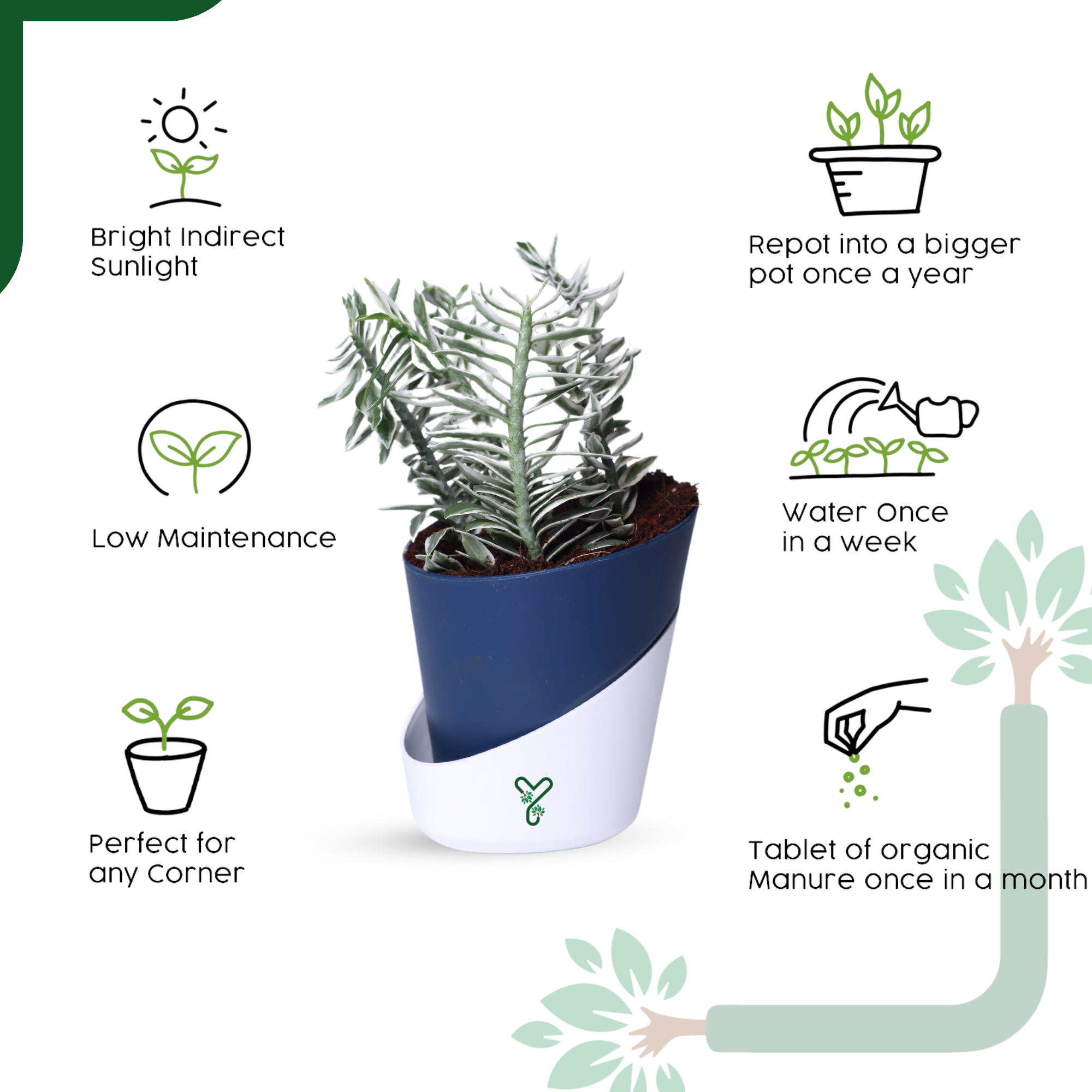 Pedilanthus White Live Indoor Plant - Showstopper & Easy Care_4