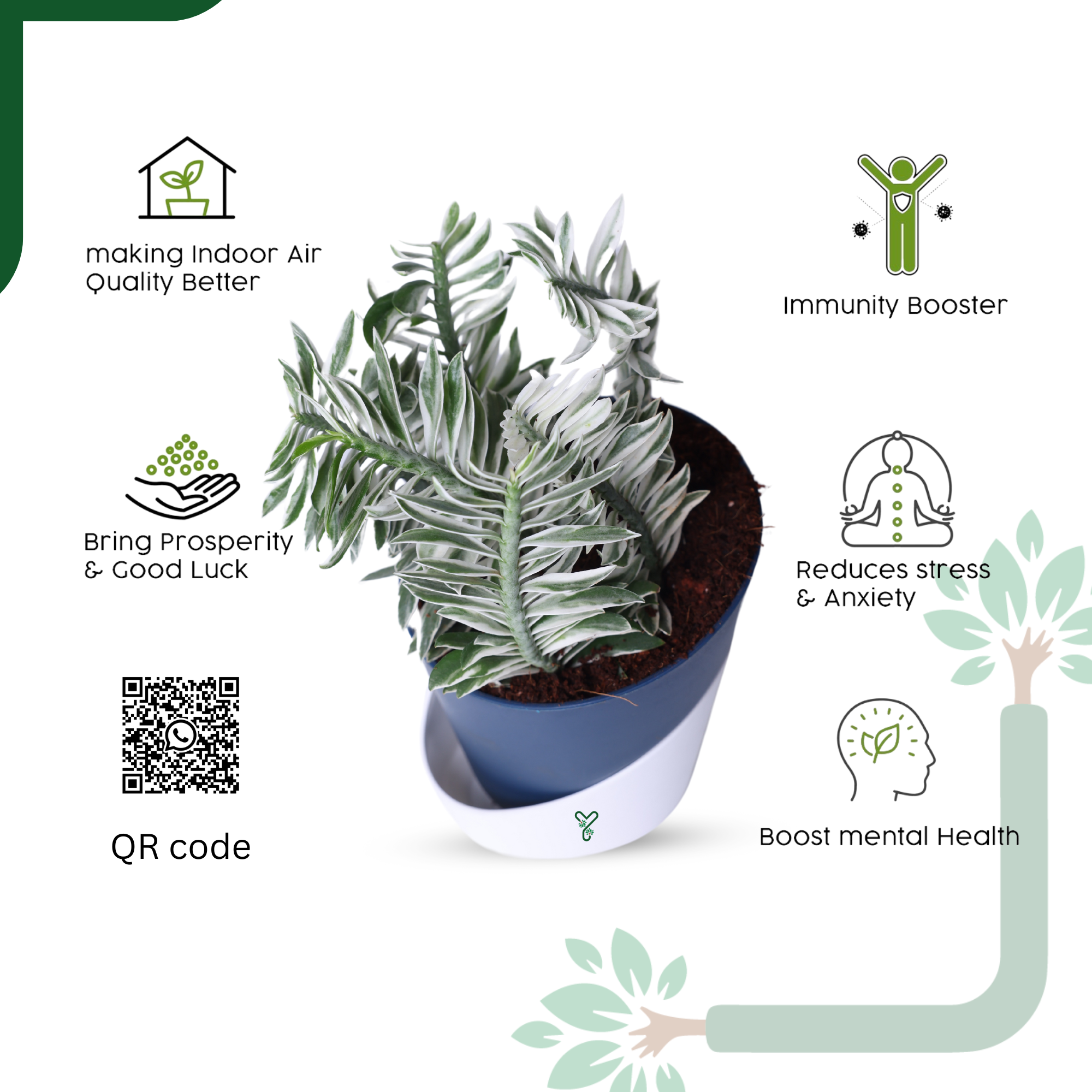 Pedilanthus White Live Indoor Plant - Showstopper & Easy Care_5