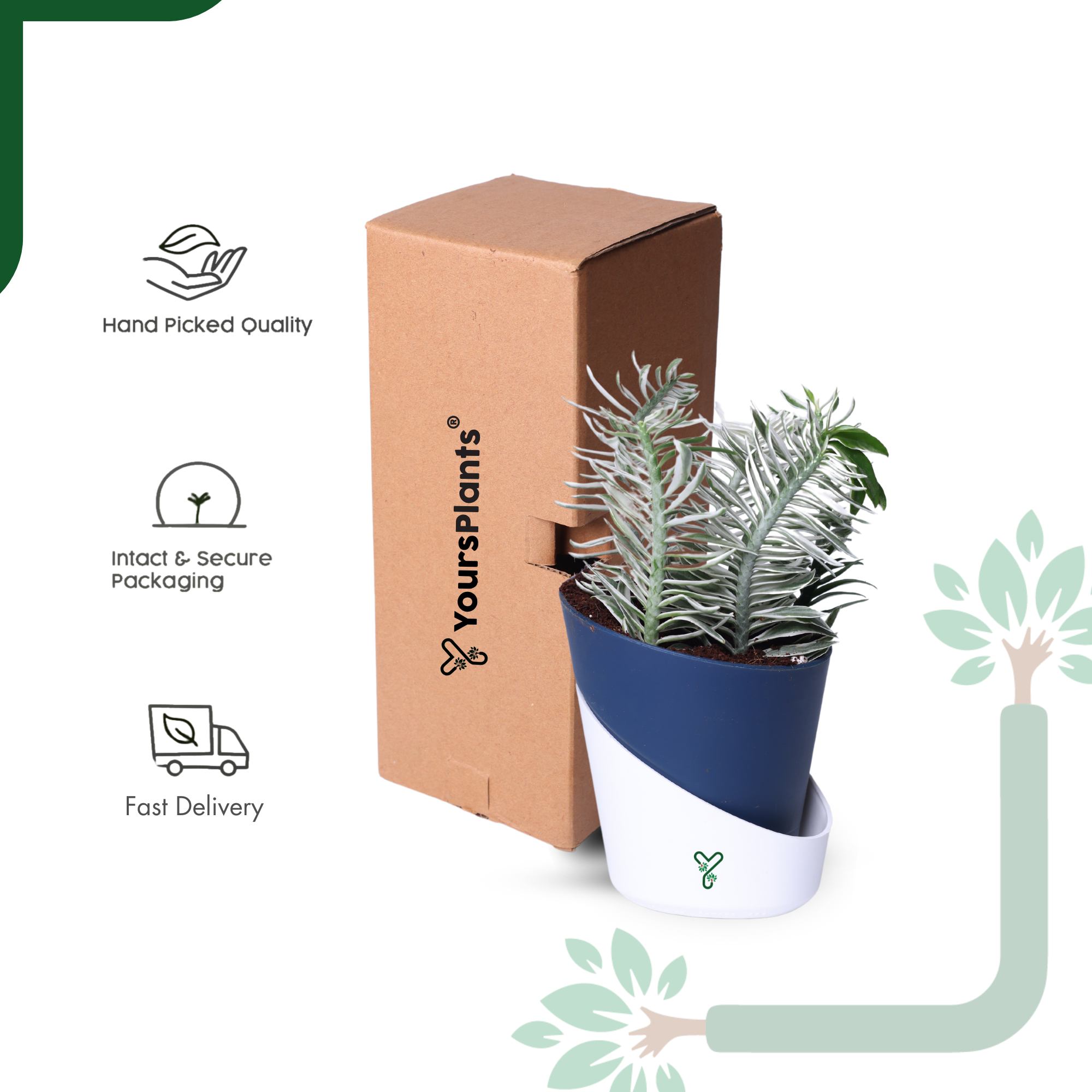 Pedilanthus White Live Indoor Plant - Showstopper & Easy Care_6