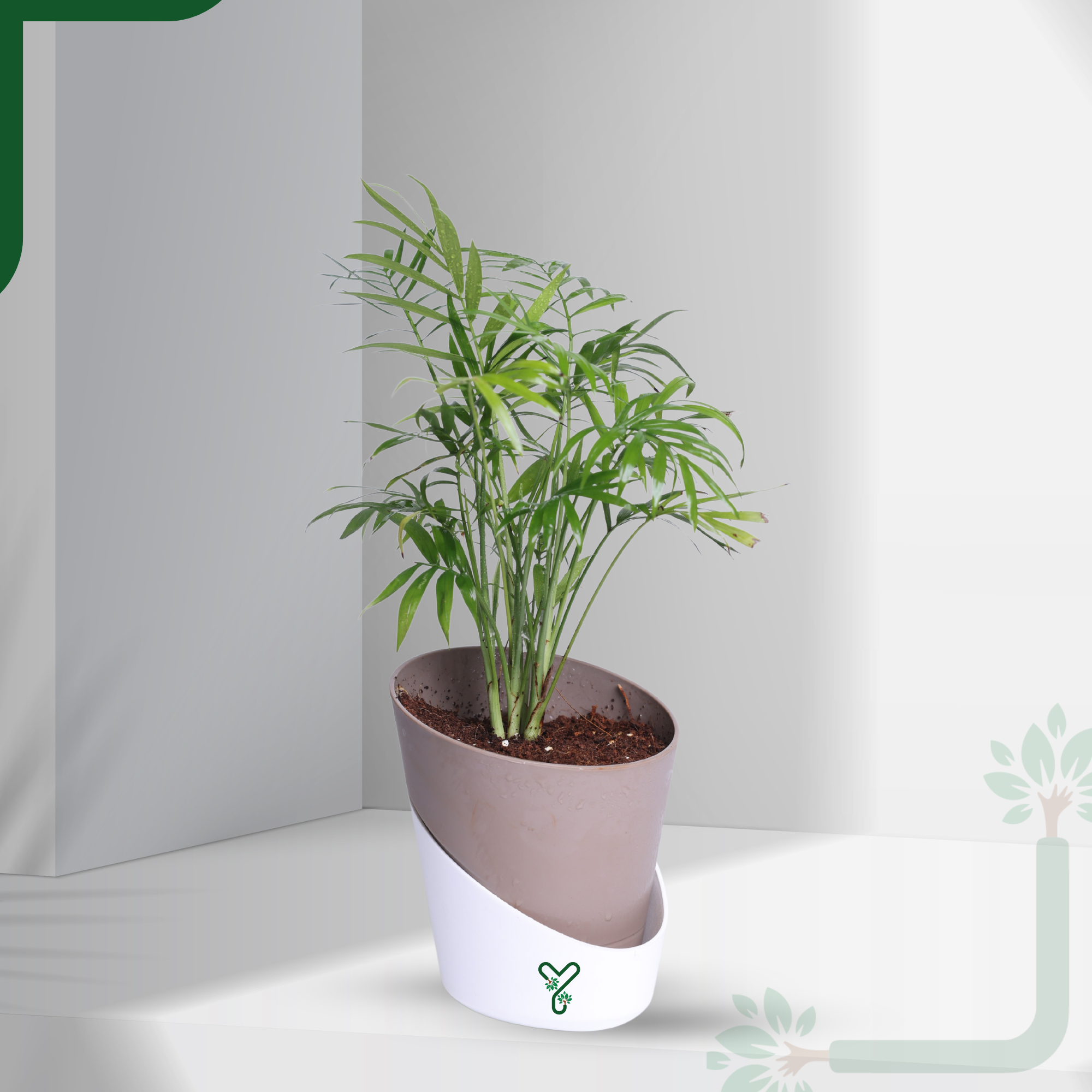 Chamaedorea Palm Live Plant - Air Purifying & Easy Care Indoor Palm_0