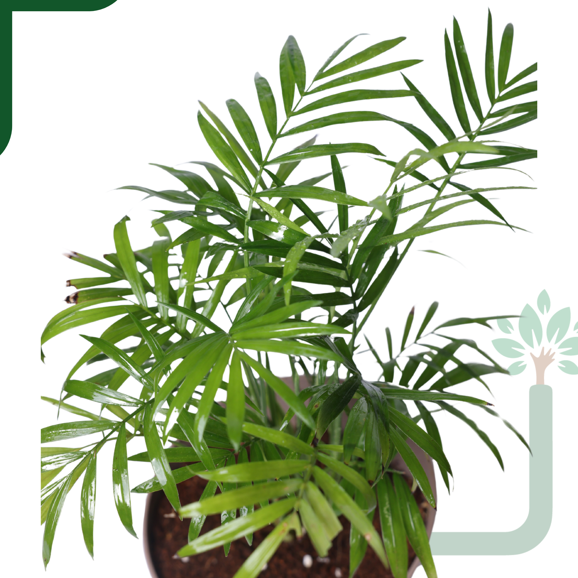 Chamaedorea Palm Live Plant - Air Purifying & Easy Care Indoor Palm_1