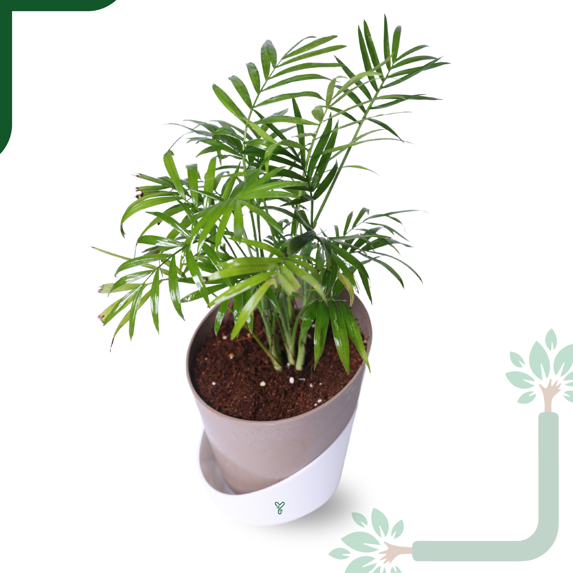 Chamaedorea Palm Live Plant - Air Purifying & Easy Care Indoor Palm_2