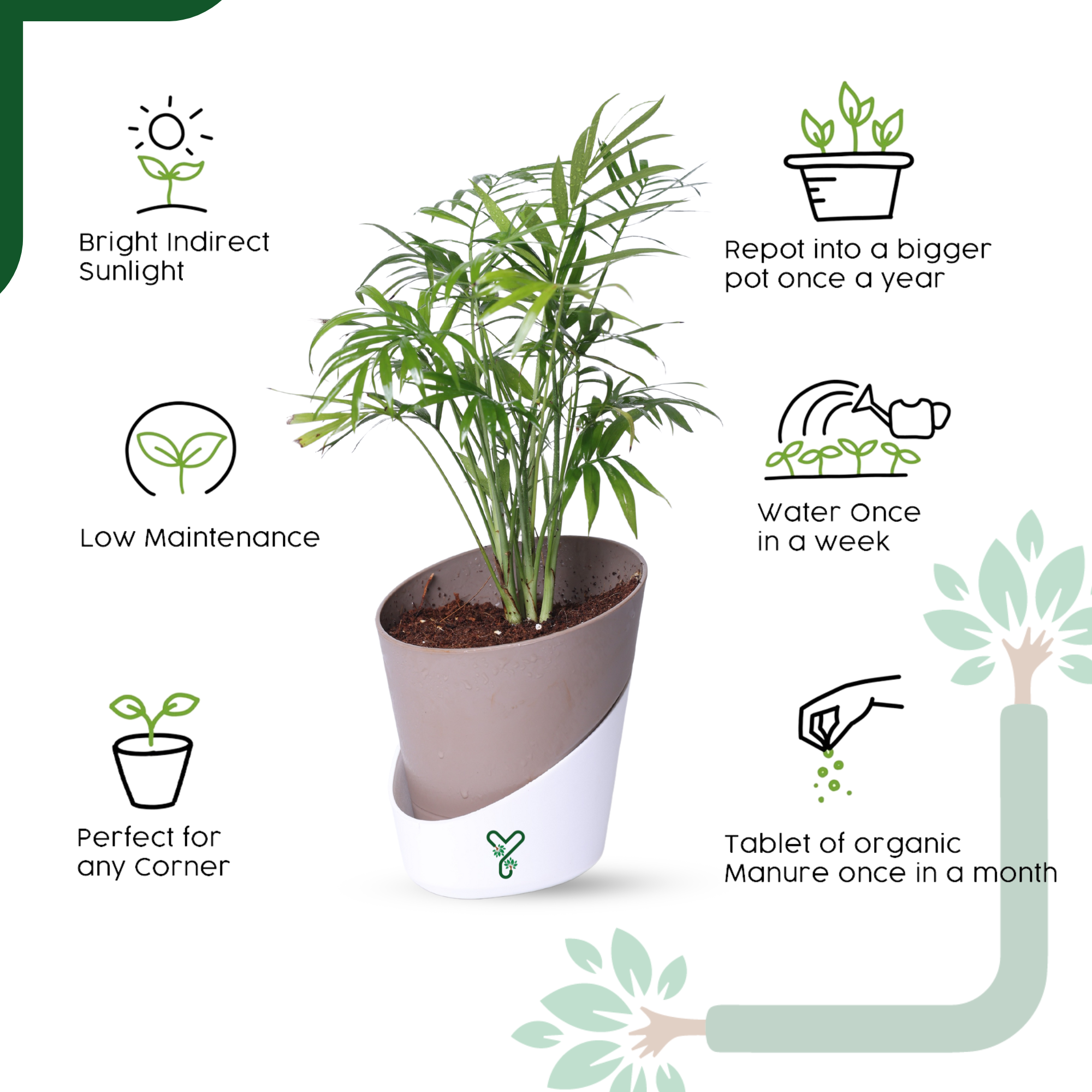 Chamaedorea Palm Live Plant - Air Purifying & Easy Care Indoor Palm_3