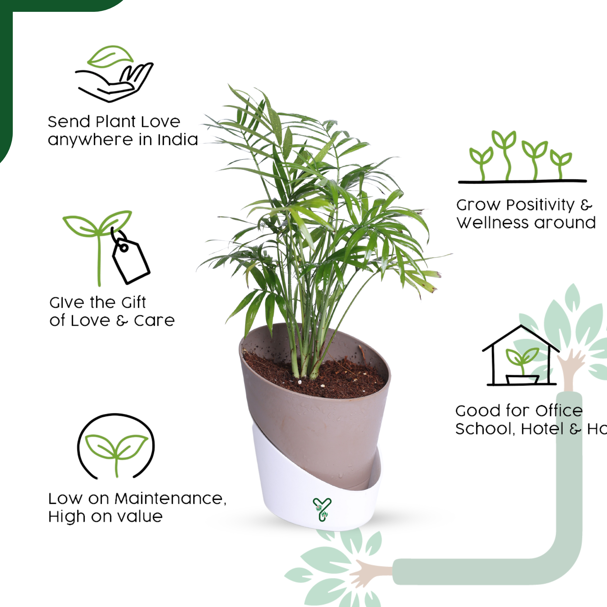 Chamaedorea Palm Live Plant - Air Purifying & Easy Care Indoor Palm_4