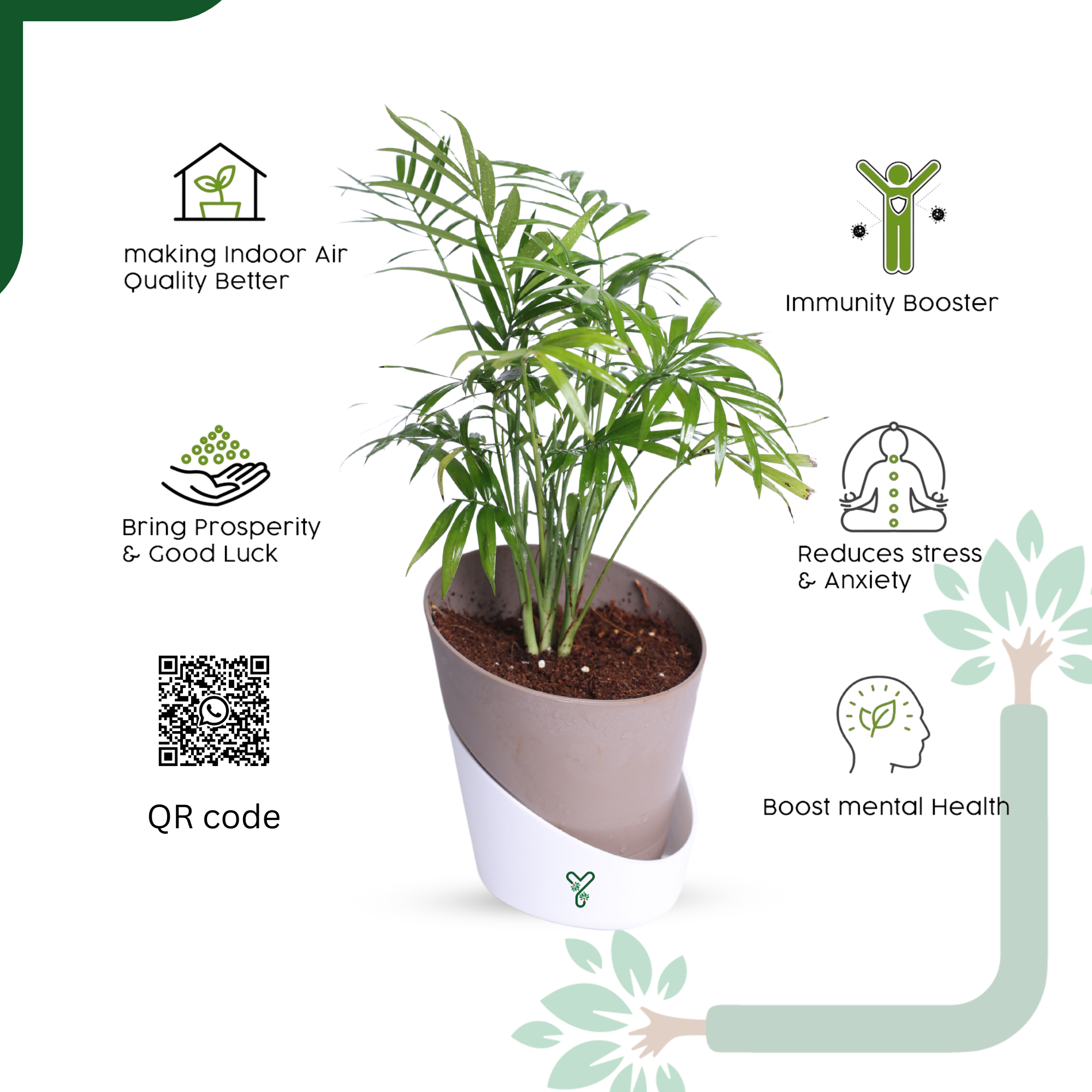 Chamaedorea Palm Live Plant - Air Purifying & Easy Care Indoor Palm_5