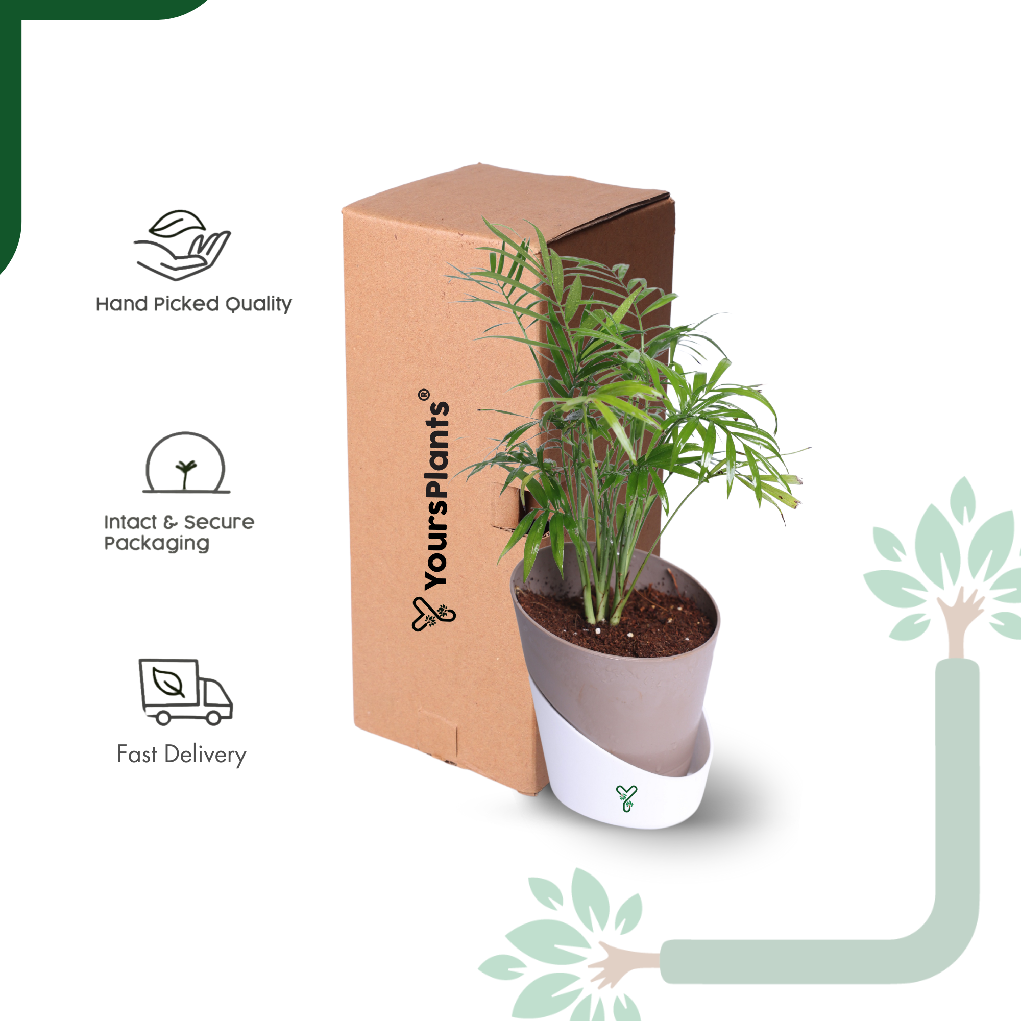 Chamaedorea Palm Live Plant - Air Purifying & Easy Care Indoor Palm_6