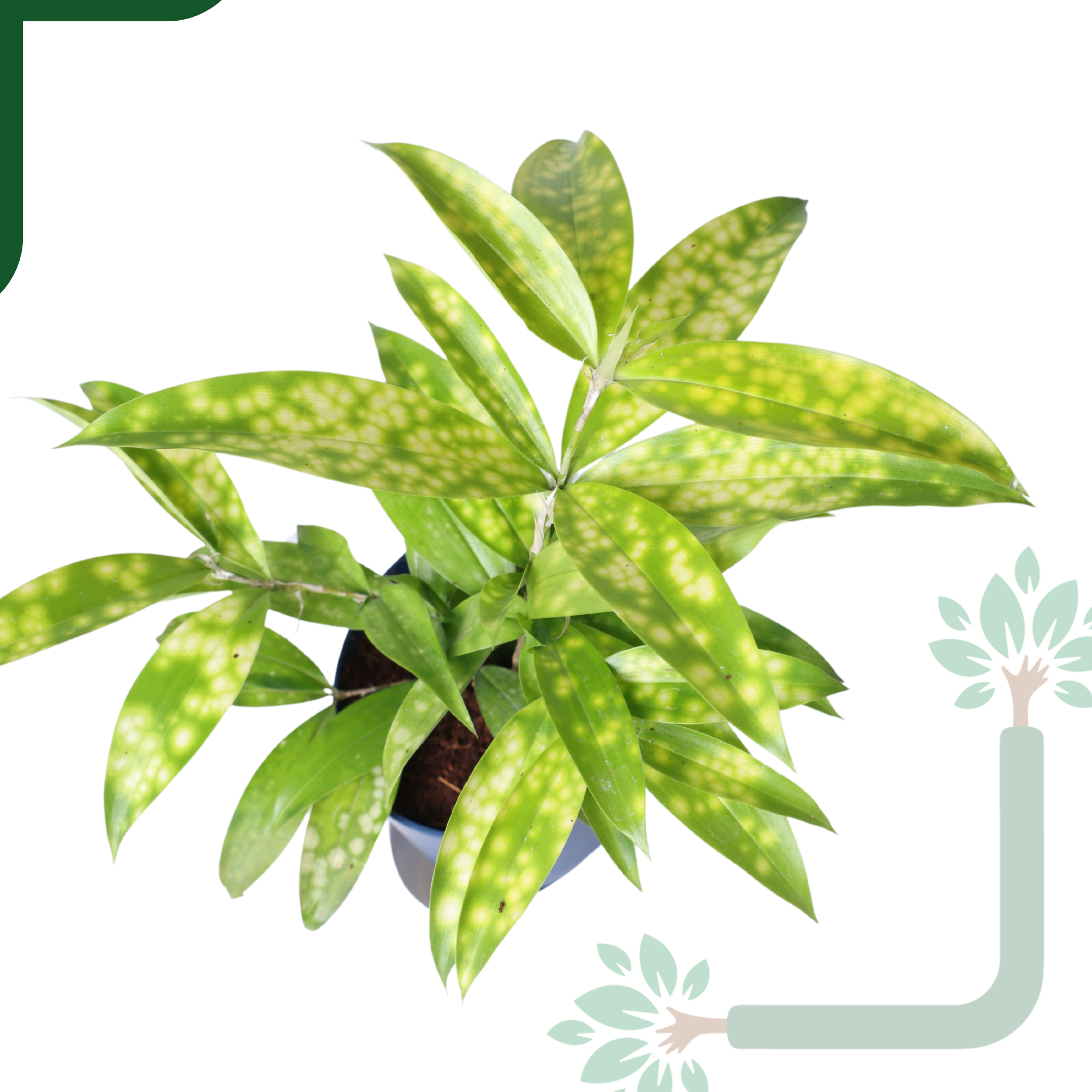 Dracaena My Darling (Golden Milky Way)- Vastu Compliant & Low Maintenance Indoor Plant_1