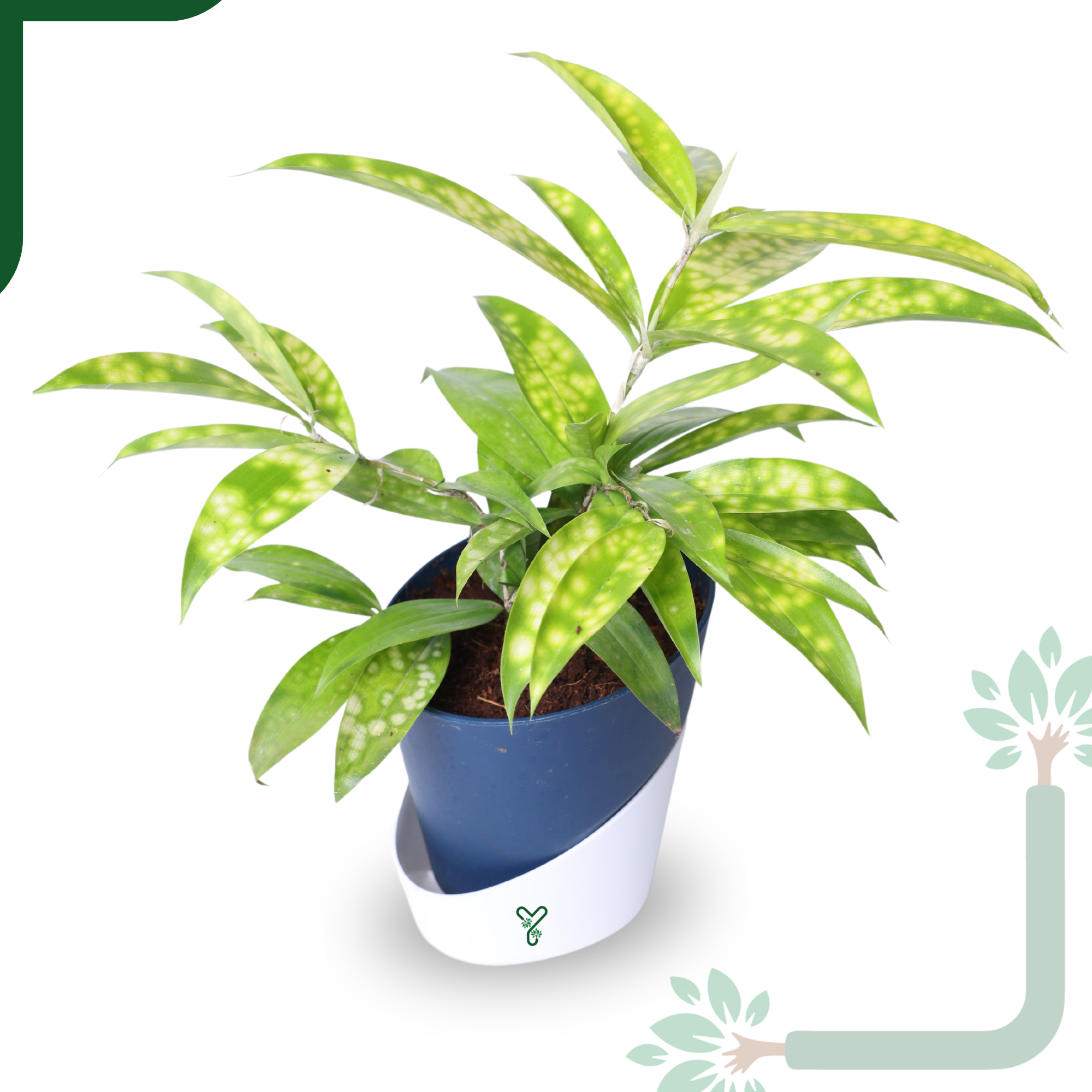 Dracaena My Darling (Golden Milky Way)- Vastu Compliant & Low Maintenance Indoor Plant_3