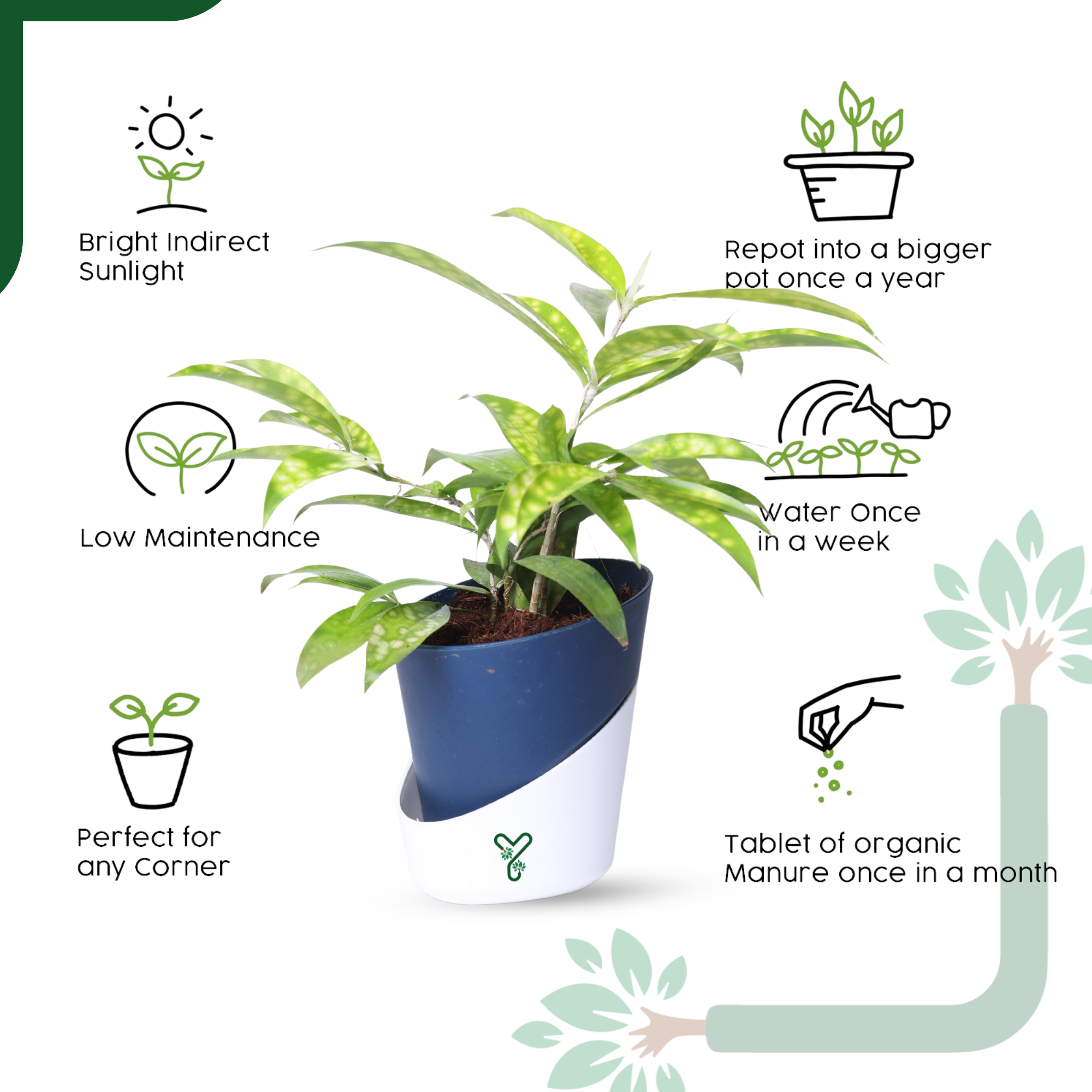 Dracaena My Darling (Golden Milky Way)- Vastu Compliant & Low Maintenance Indoor Plant_4