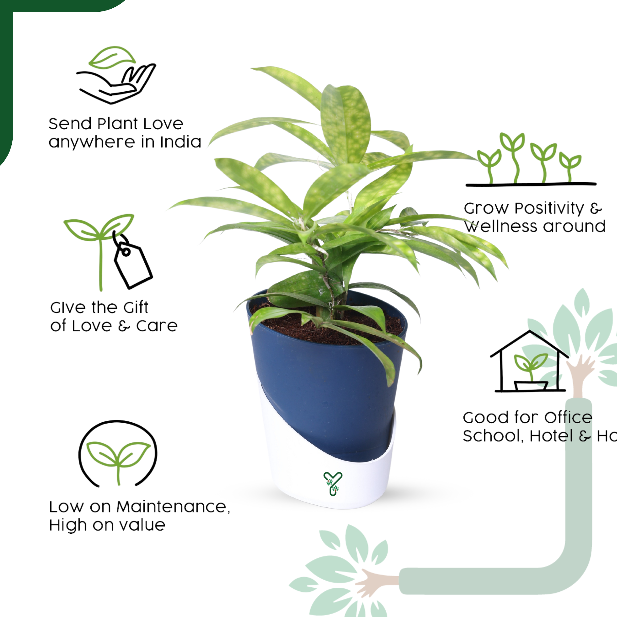 Dracaena My Darling (Golden Milky Way)- Vastu Compliant & Low Maintenance Indoor Plant_5