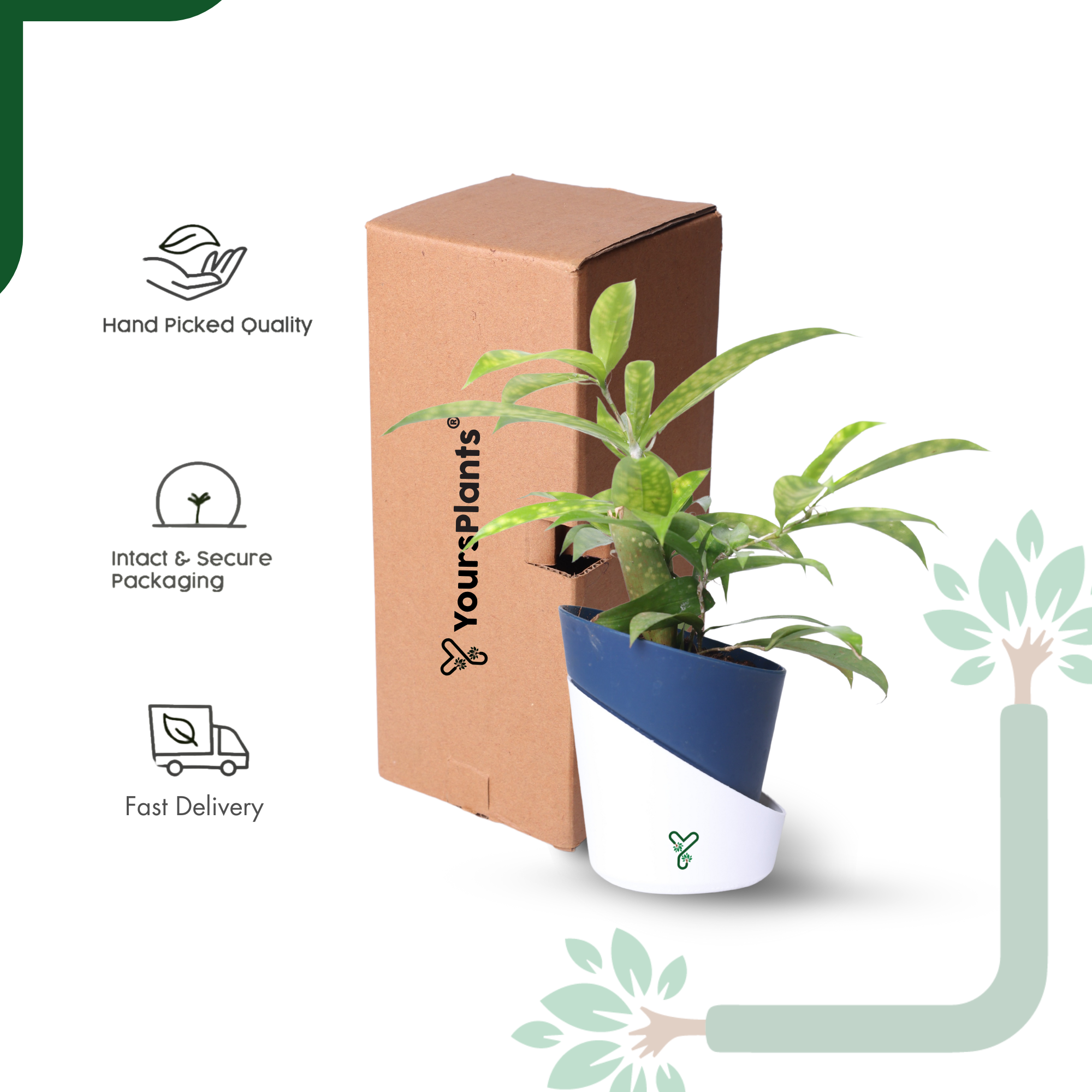 Dracaena My Darling (Golden Milky Way)- Vastu Compliant & Low Maintenance Indoor Plant_6