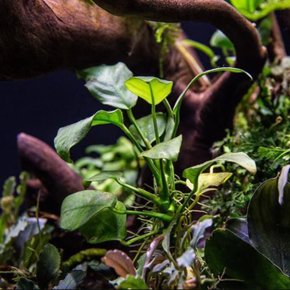PLANT - ANUBIAS BARTERI VAR NANA (S) 小榕_2