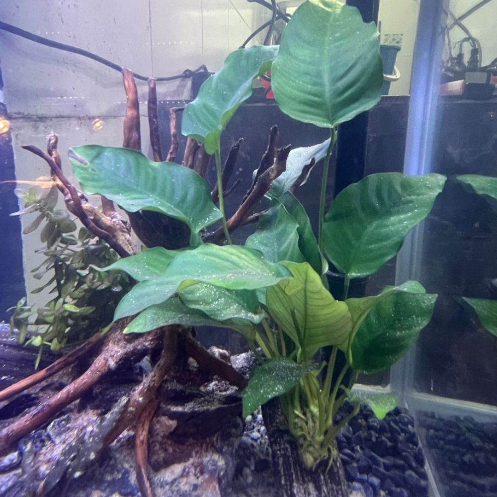 PLANT - ANUBIAS BARTERI VAR. 'BROAD LEAF' 阔叶大榕_1