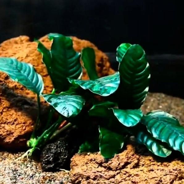 PLANT - ANUBIAS BARTERI VAR. COFFEEFOLIA 咖啡大榕_1