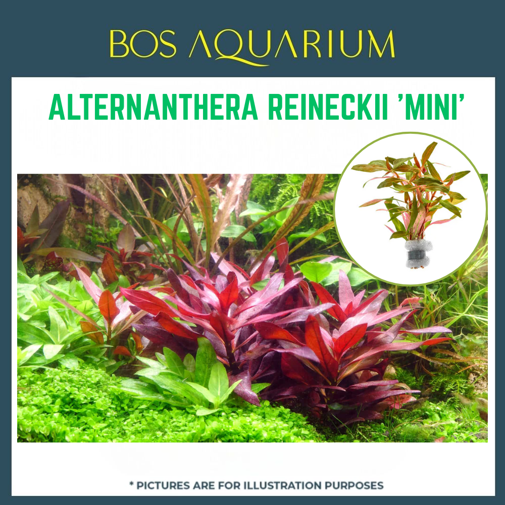 Plant - ALTERNANTHERA REINECKII 'MINI'_0