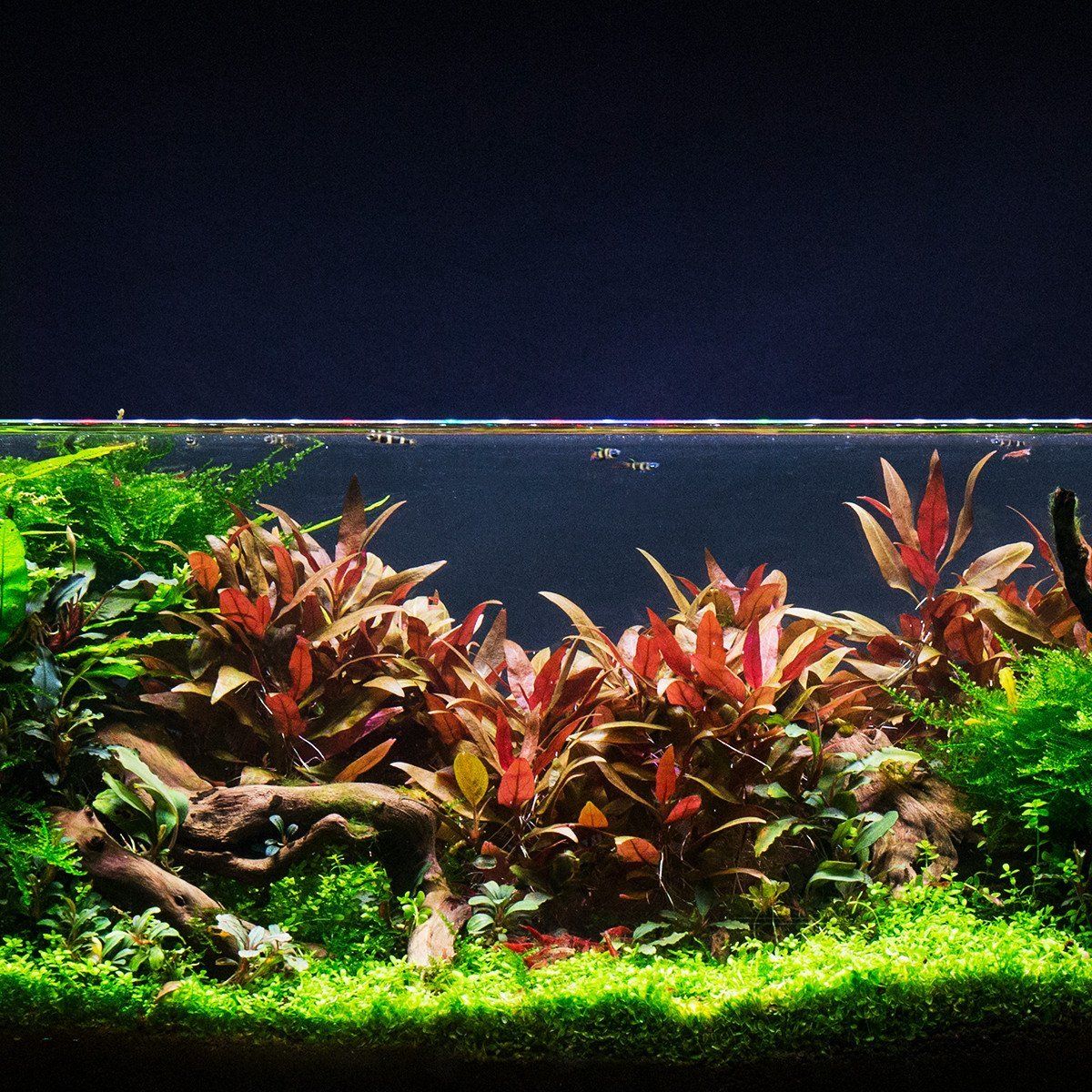 Plant - ALTERNANTHERA REINECKII 'MINI'_1