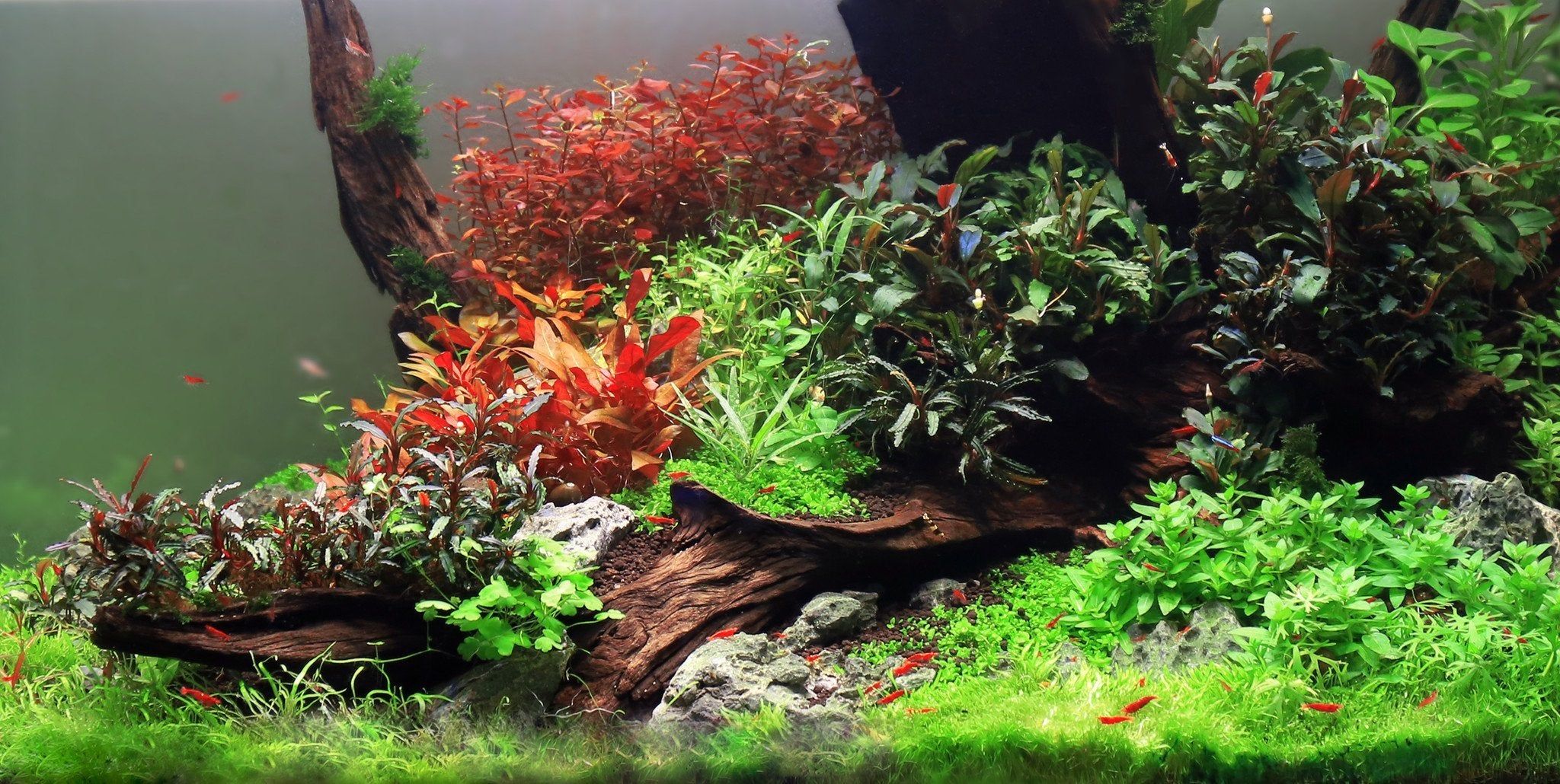Plant - ALTERNANTHERA REINECKII 'MINI'_2
