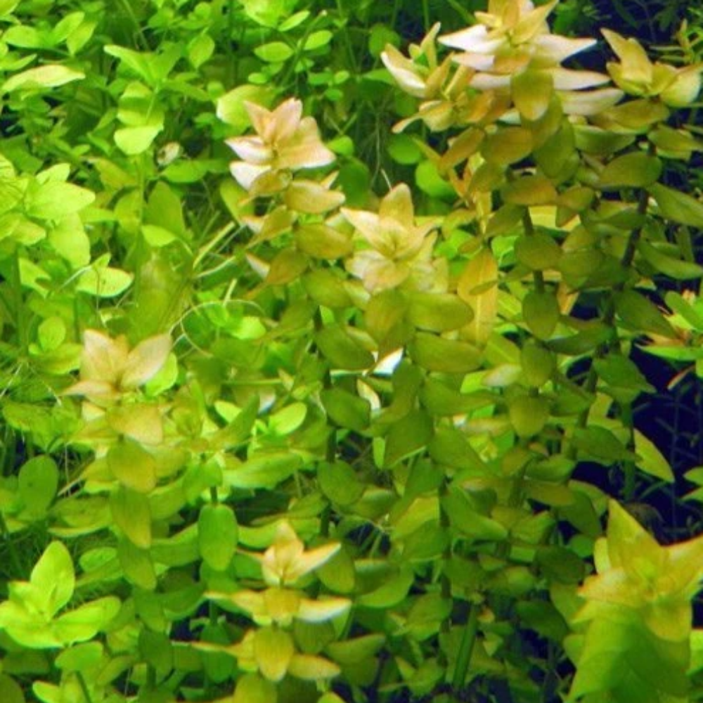 PLANT - Bacopa Caroliniana 虎耳草_1