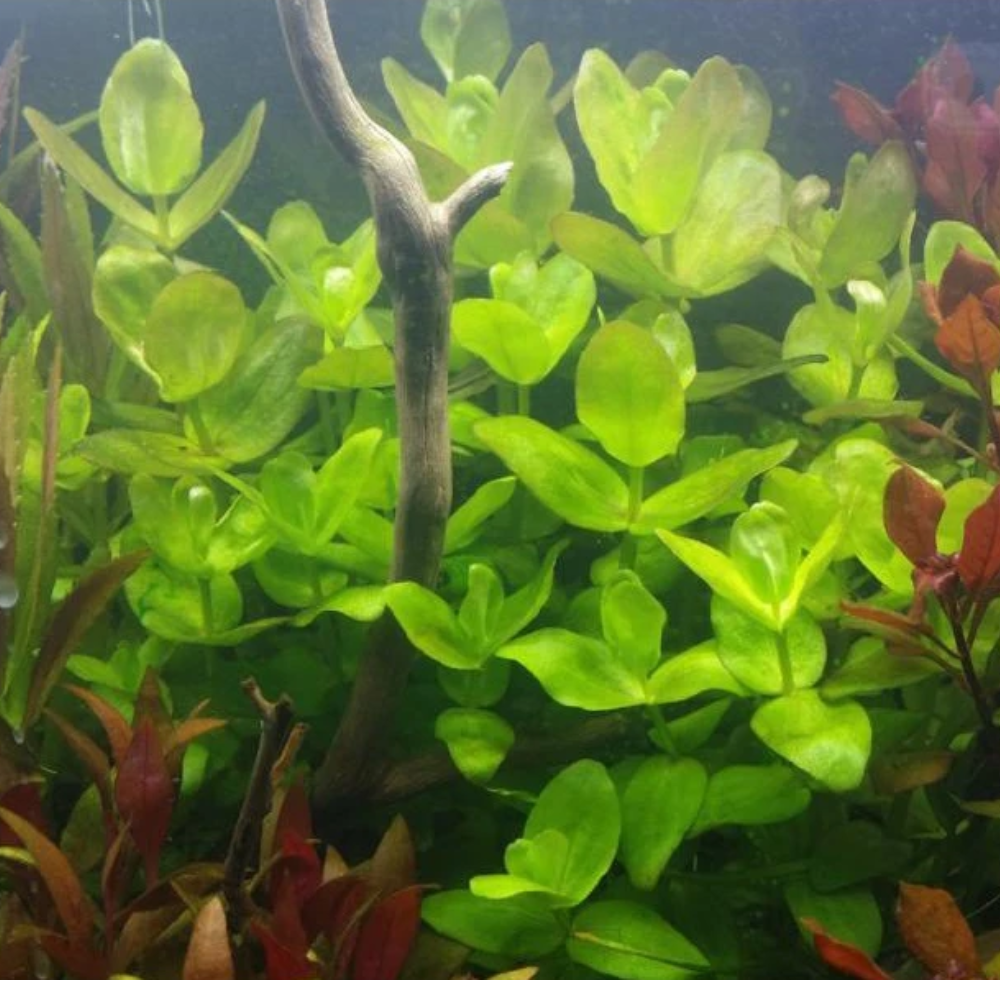 PLANT - Bacopa Caroliniana 虎耳草_2