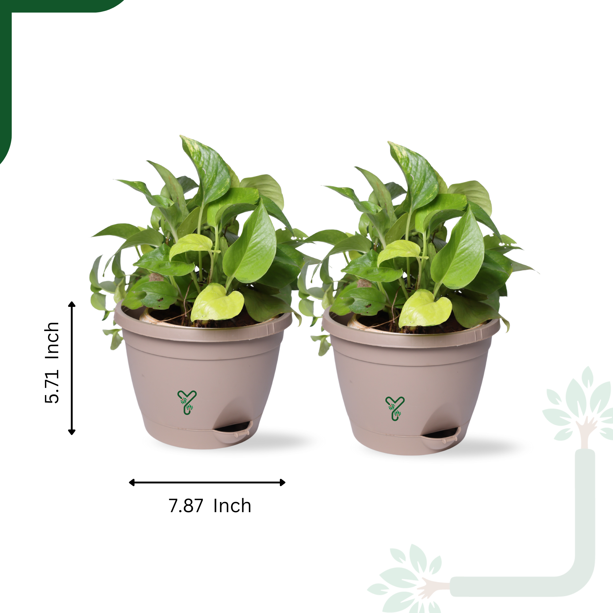 Rock Brown Hanging Self Watering Pot, 8inch, Vertical Hook & 12.5'' Chain | Pack of 2_1