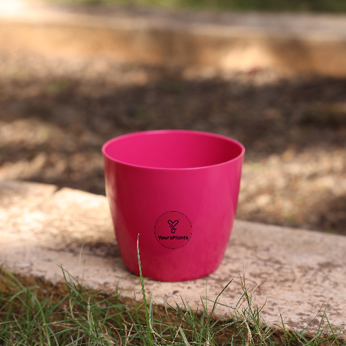 Valencia Planters | Pack of 2 | Pink Pot_10