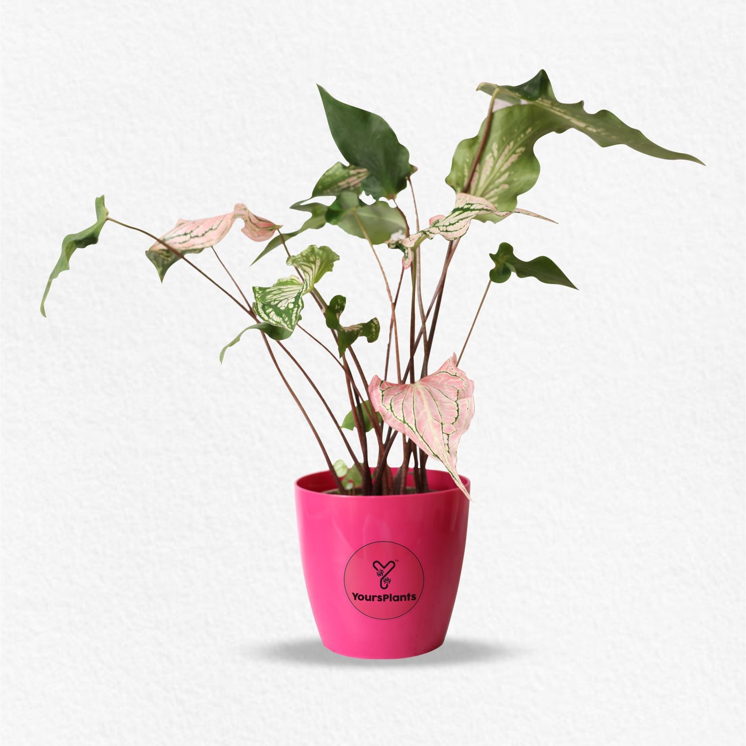 Valencia Planters | Pack of 2 | Pink Pot_3