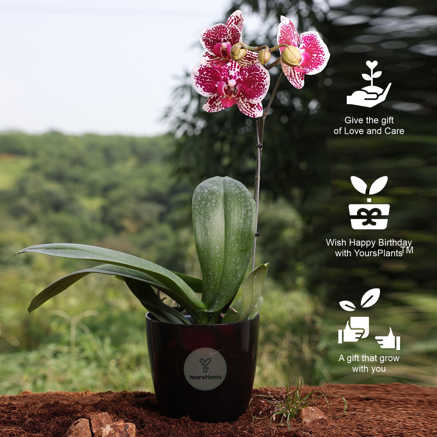 Valencia Planters | Pack of 2 | Black Pot_11