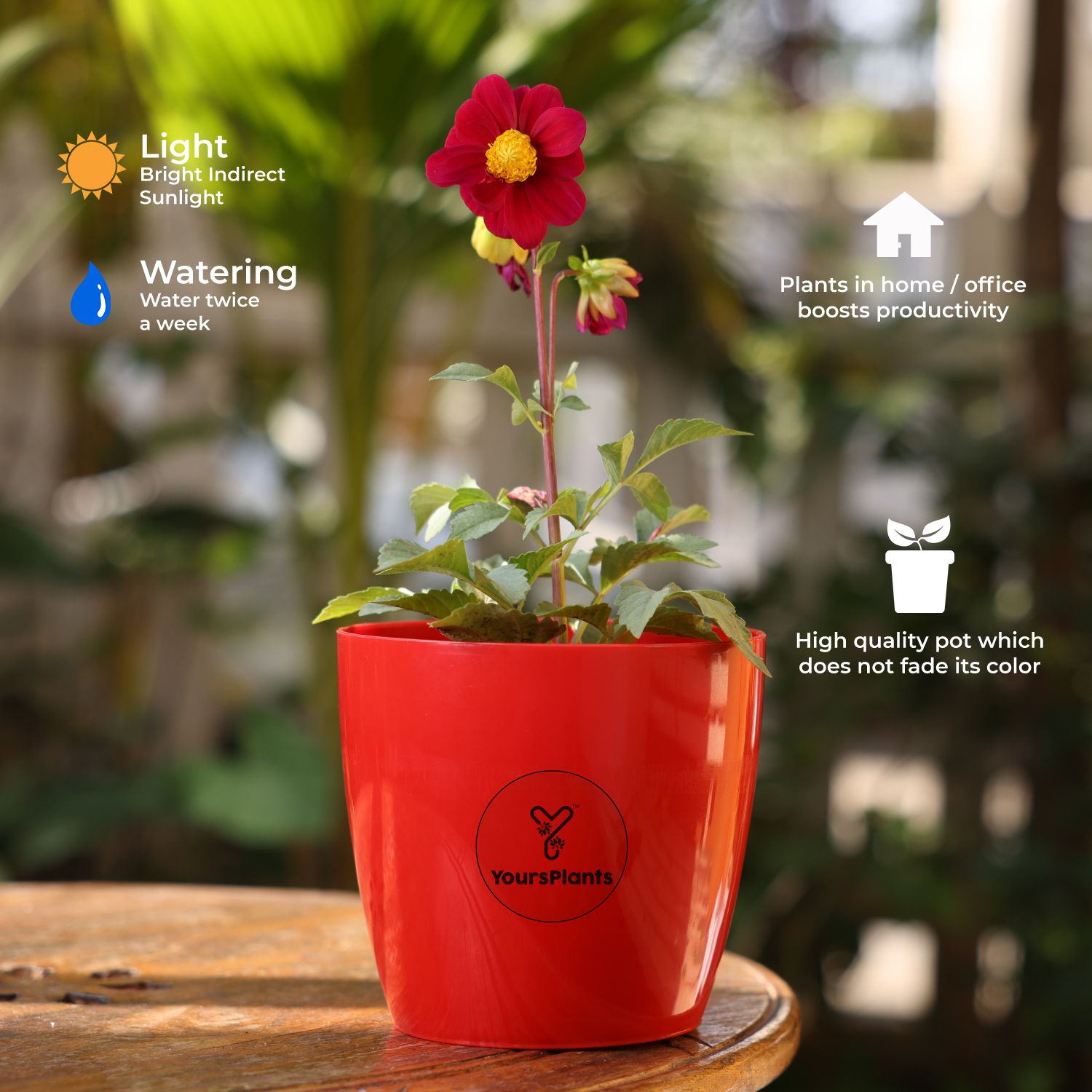 Valencia Planters | Pack of 2 | Red Pot_3