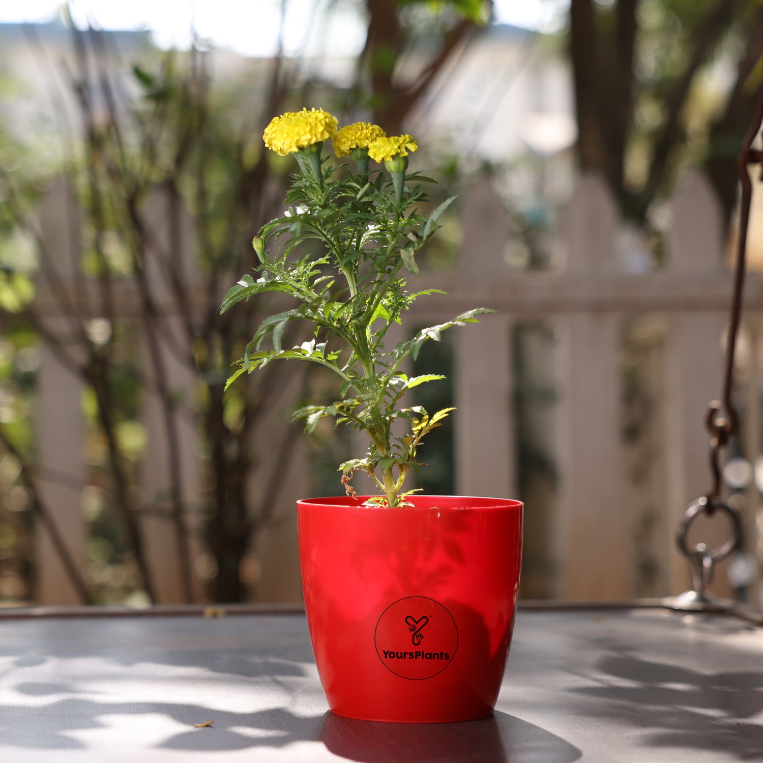 Valencia Planters | Pack of 2 | Red Pot_8