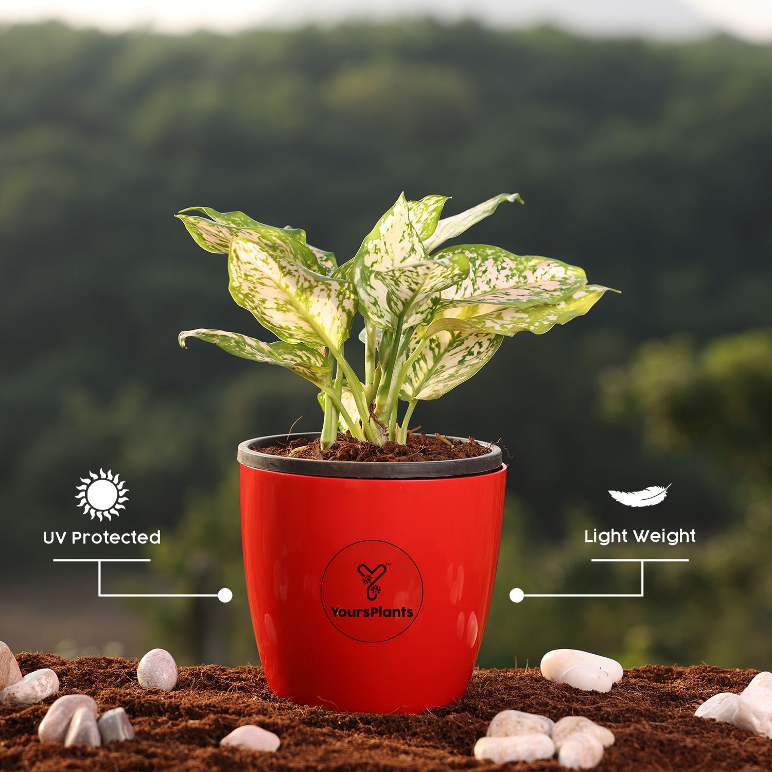 Valencia Planters | Pack of 2 | Red Pot_9