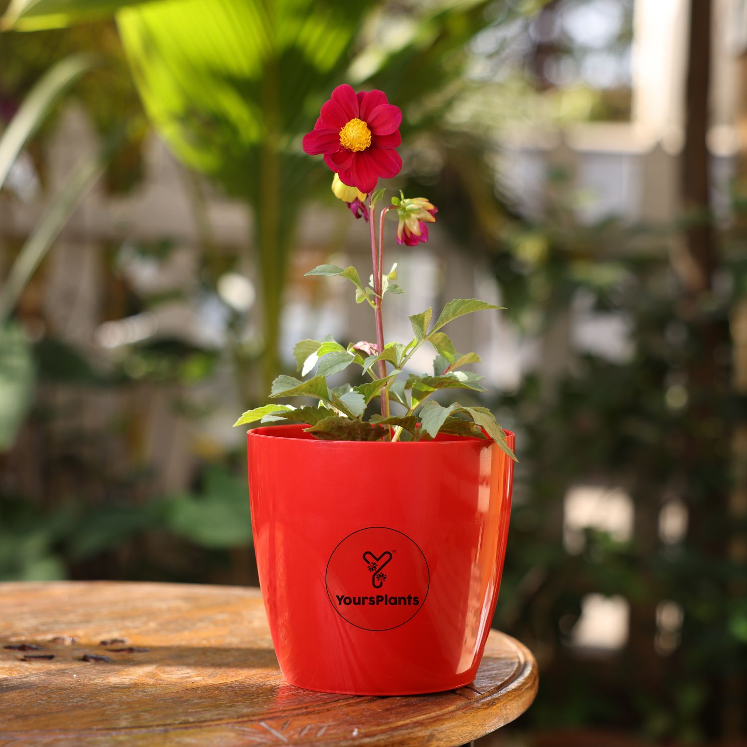 Valencia Planters | Pack of 2 | Red Pot_6