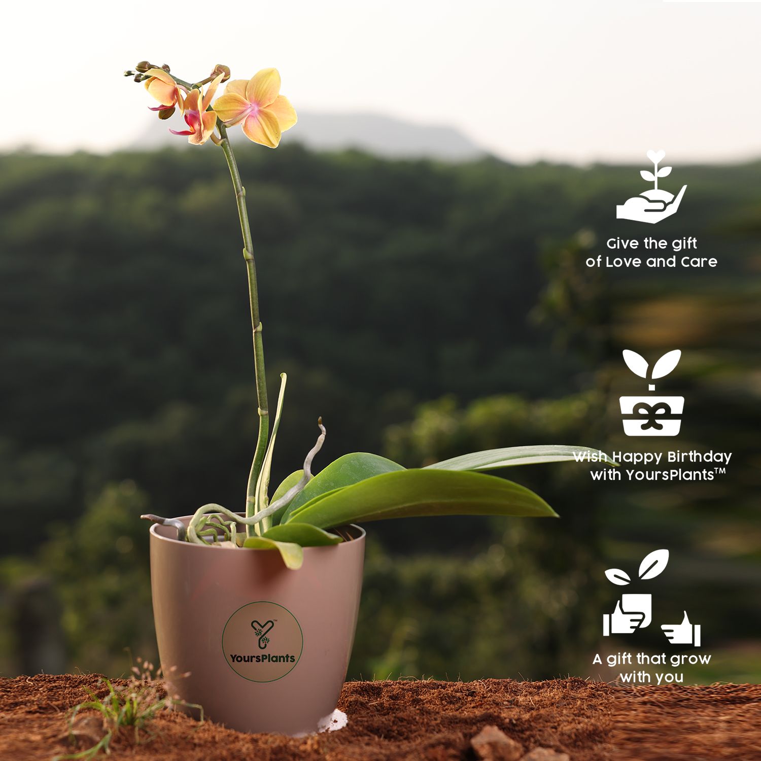 Valencia Planters | Pack of 2 | Mocca Pot_10