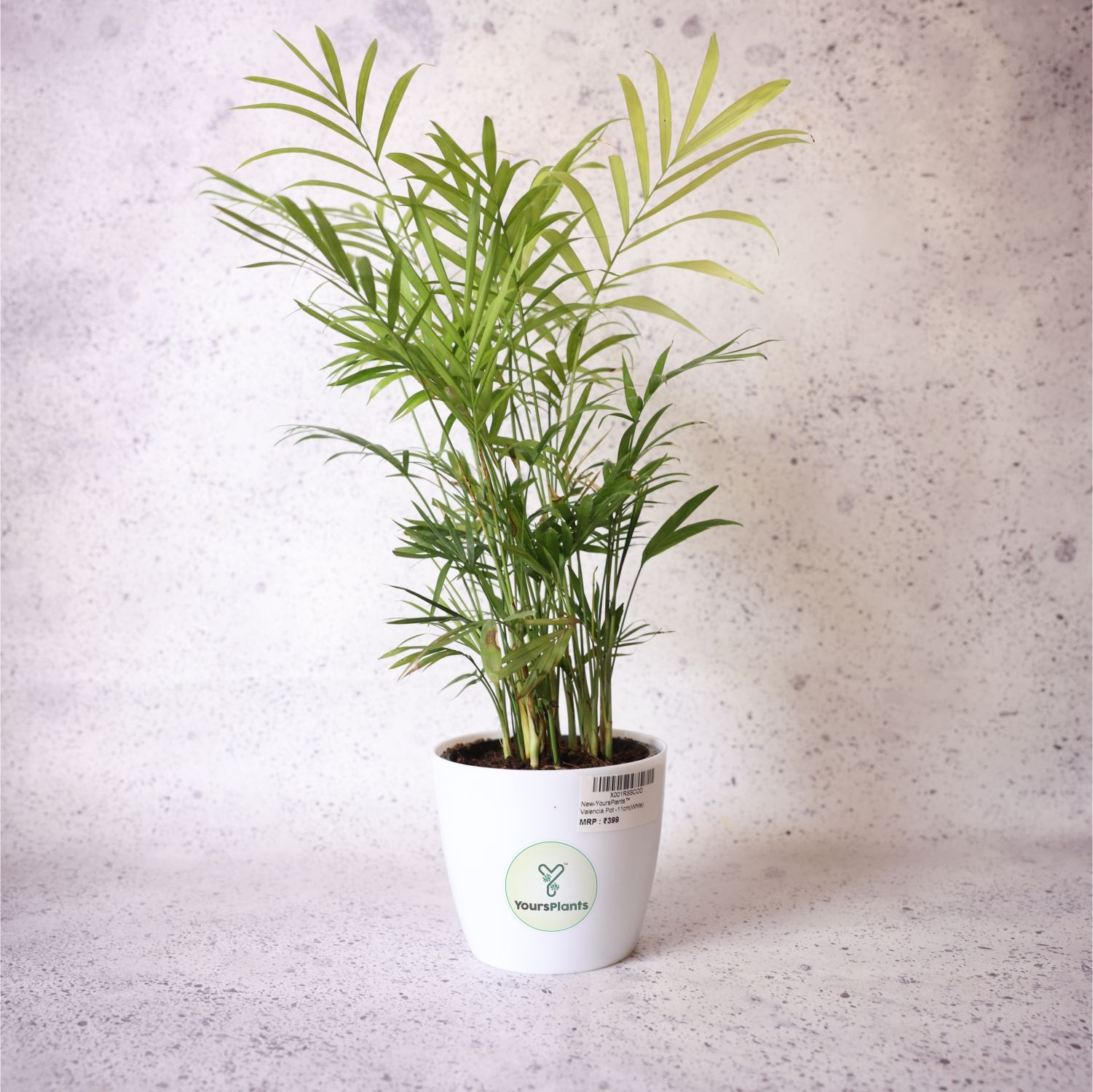 Valencia Planters | Pack of 2 | White Pot_8