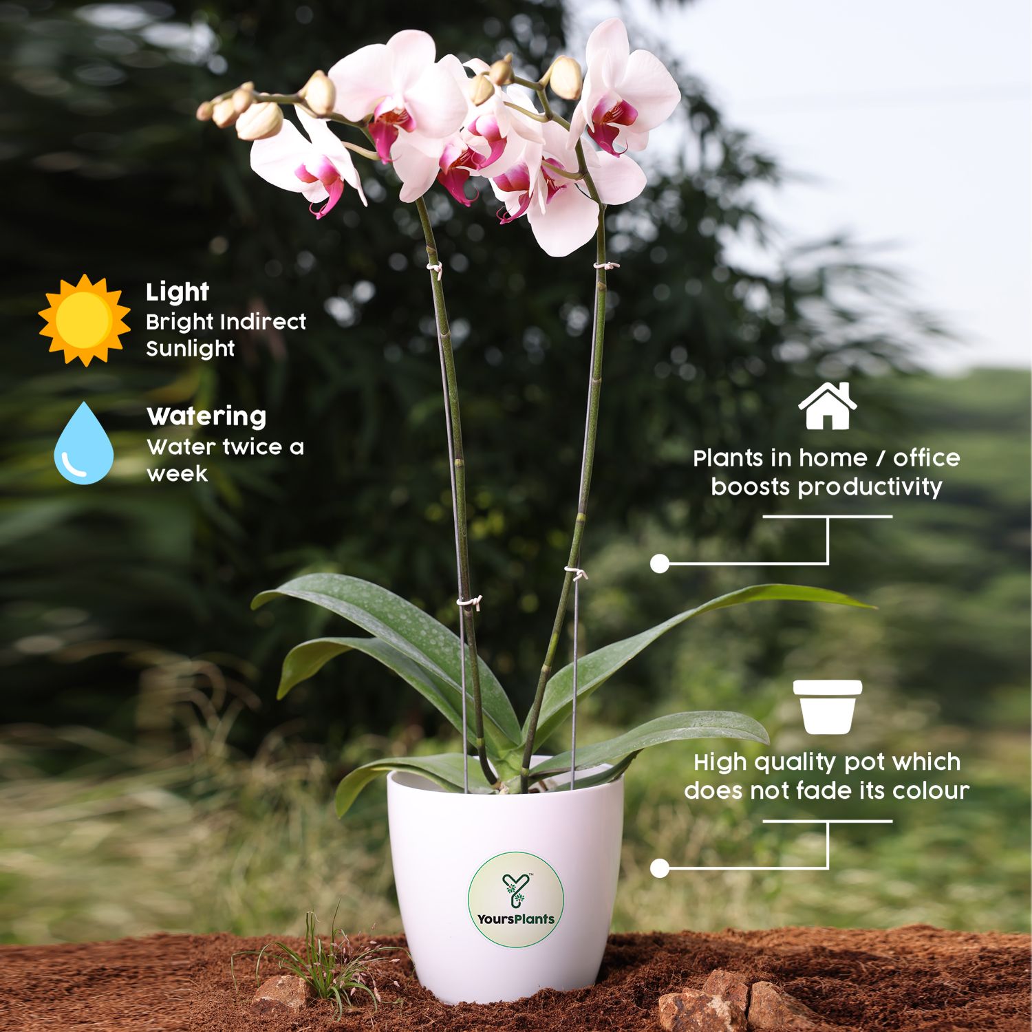Valencia Planters | Pack of 2 | White Pot_3