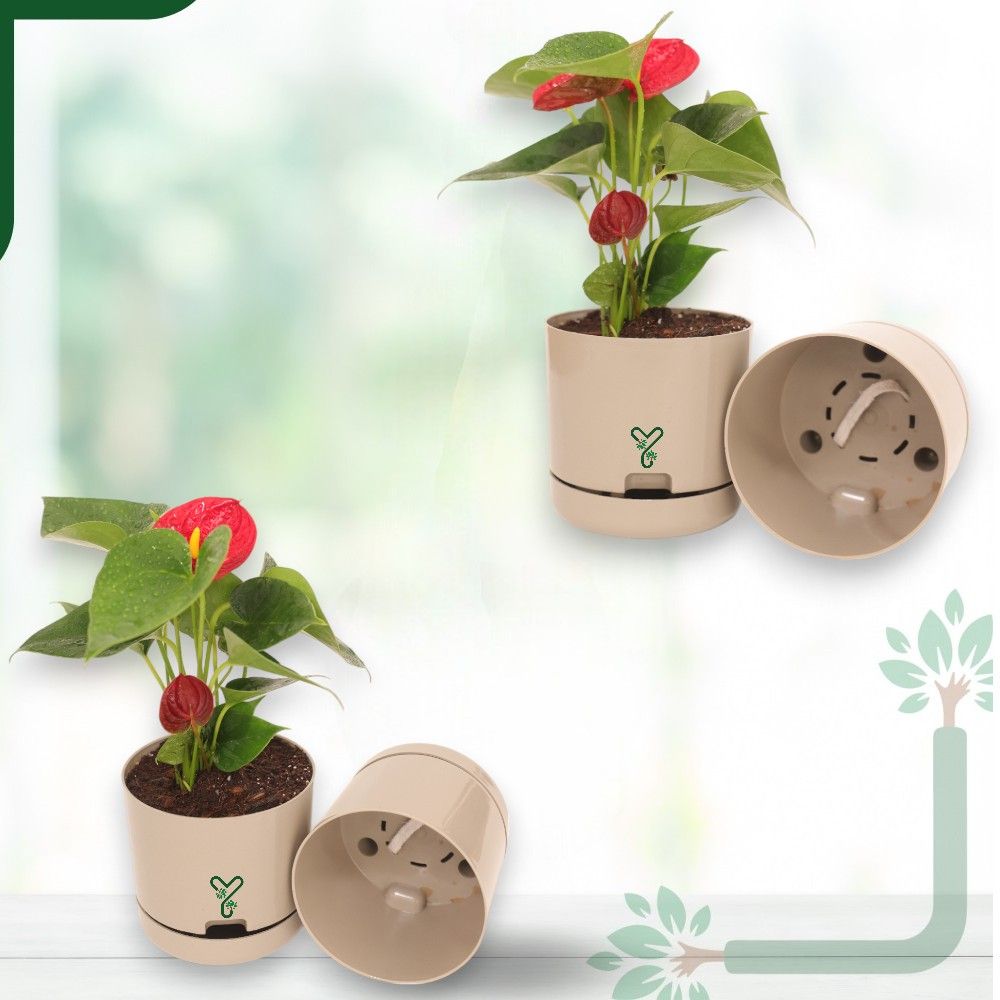 Mocca | Bloom9 Self-Watering Pot | 5-Inch | {Free 1kg Organic Pot Mix} | Pack of 4_3
