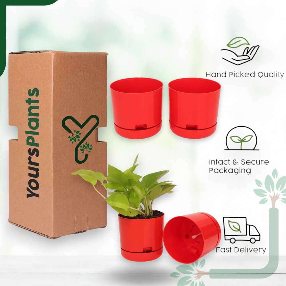 Red | Bloom9 Self-Watering Pot | 5-Inch | {Free 1kg Organic Pot Mix} | Pack of 4_6