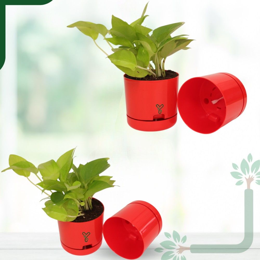 Red | Bloom9 Self-Watering Pot | 5-Inch | {Free 1kg Organic Pot Mix} | Pack of 4_5