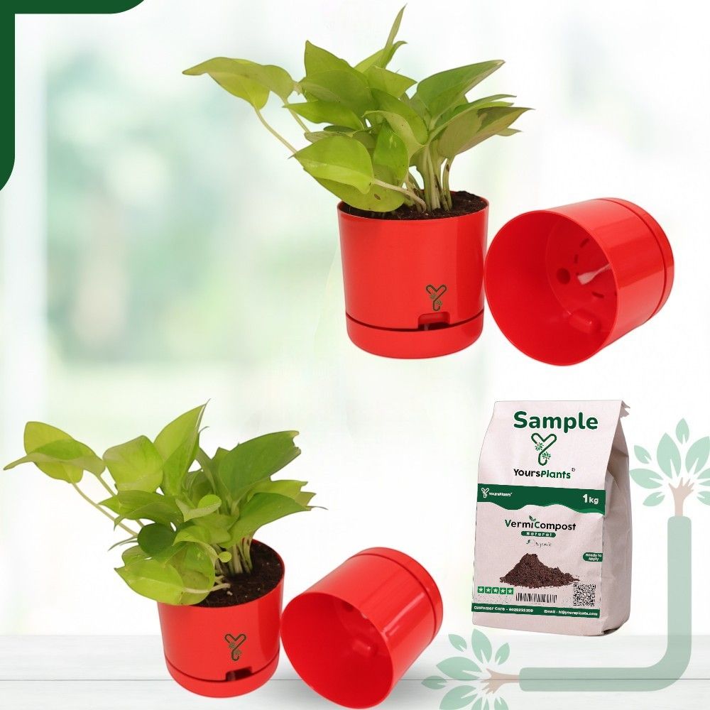 Red | Bloom9 Self-Watering Pot | 5-Inch | {Free 1kg Organic Pot Mix} | Pack of 4_0