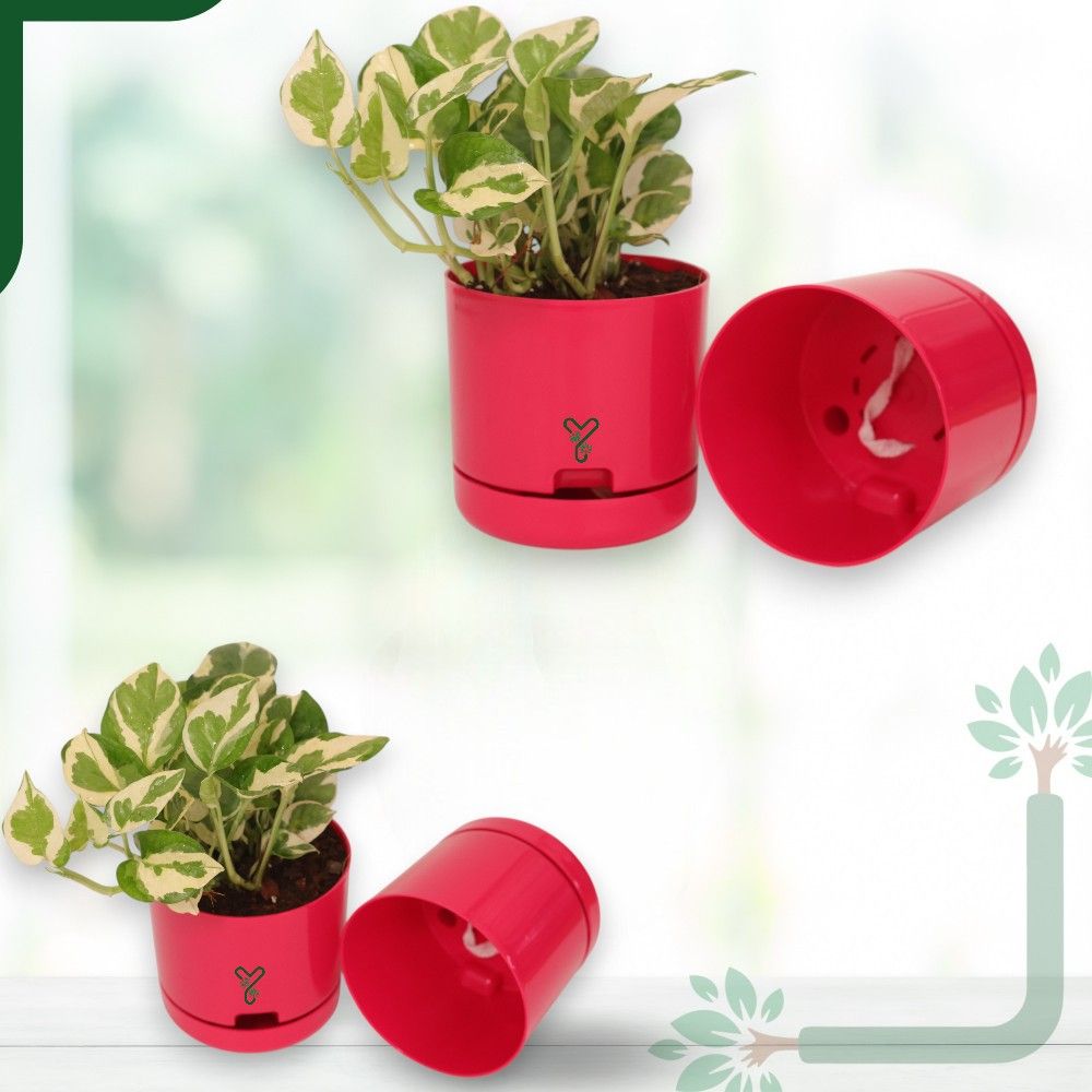 Pink | Bloom9 Self-Watering Pot | 5-Inch | {Free 1kg Organic Pot Mix} | Pack of 4_2
