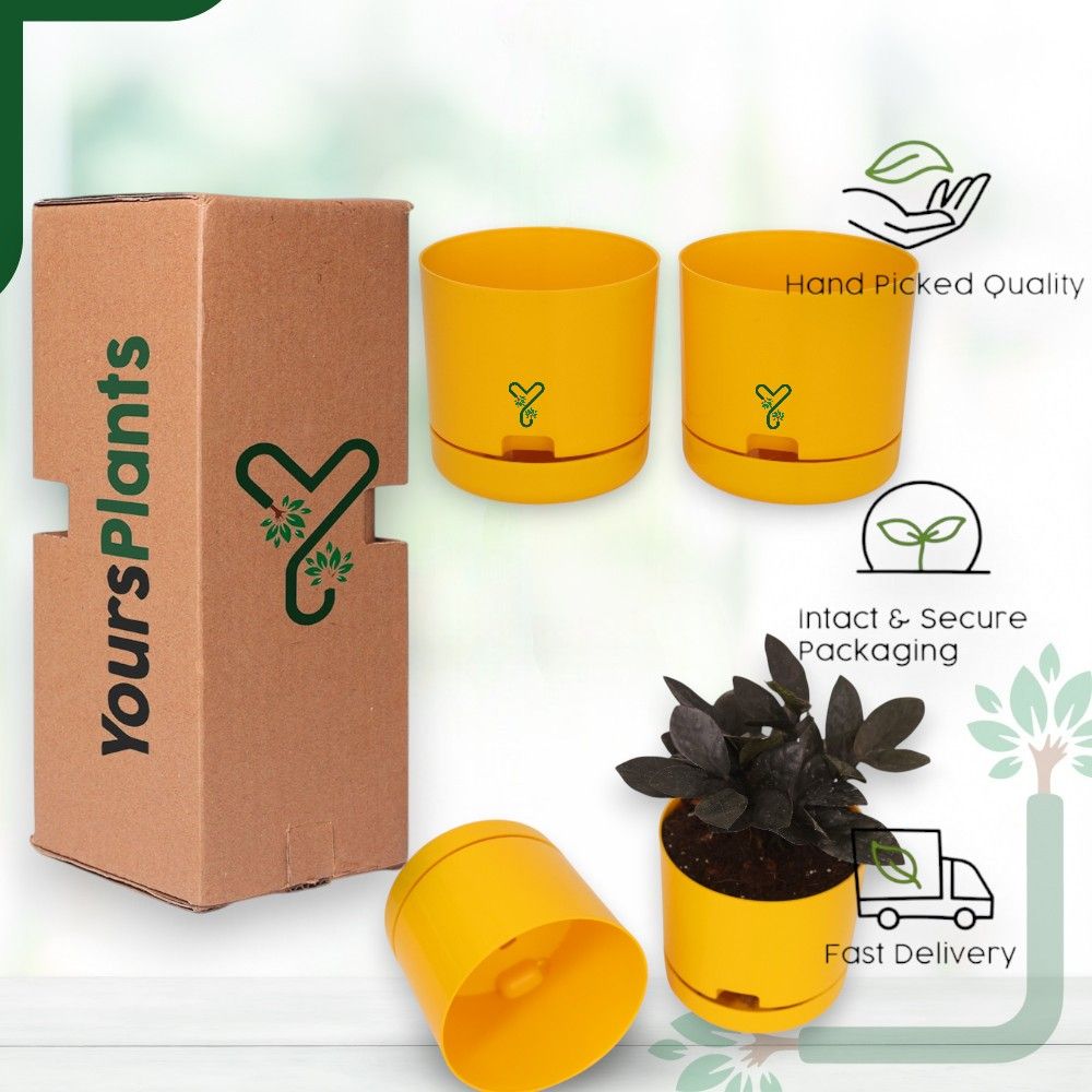 Mustard | Bloom9 Self-Watering Pot | 5-Inch | {Free 1kg Organic Pot Mix} | Pack of 4_6
