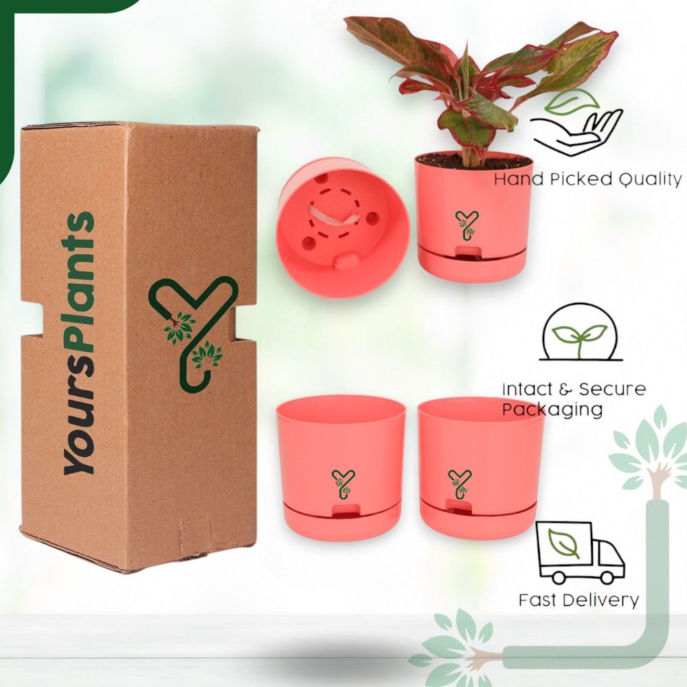 Peach | Bloom9 Self-Watering Pot | 5-Inch | {Free 1kg Organic Pot Mix} | Pack of 4_6